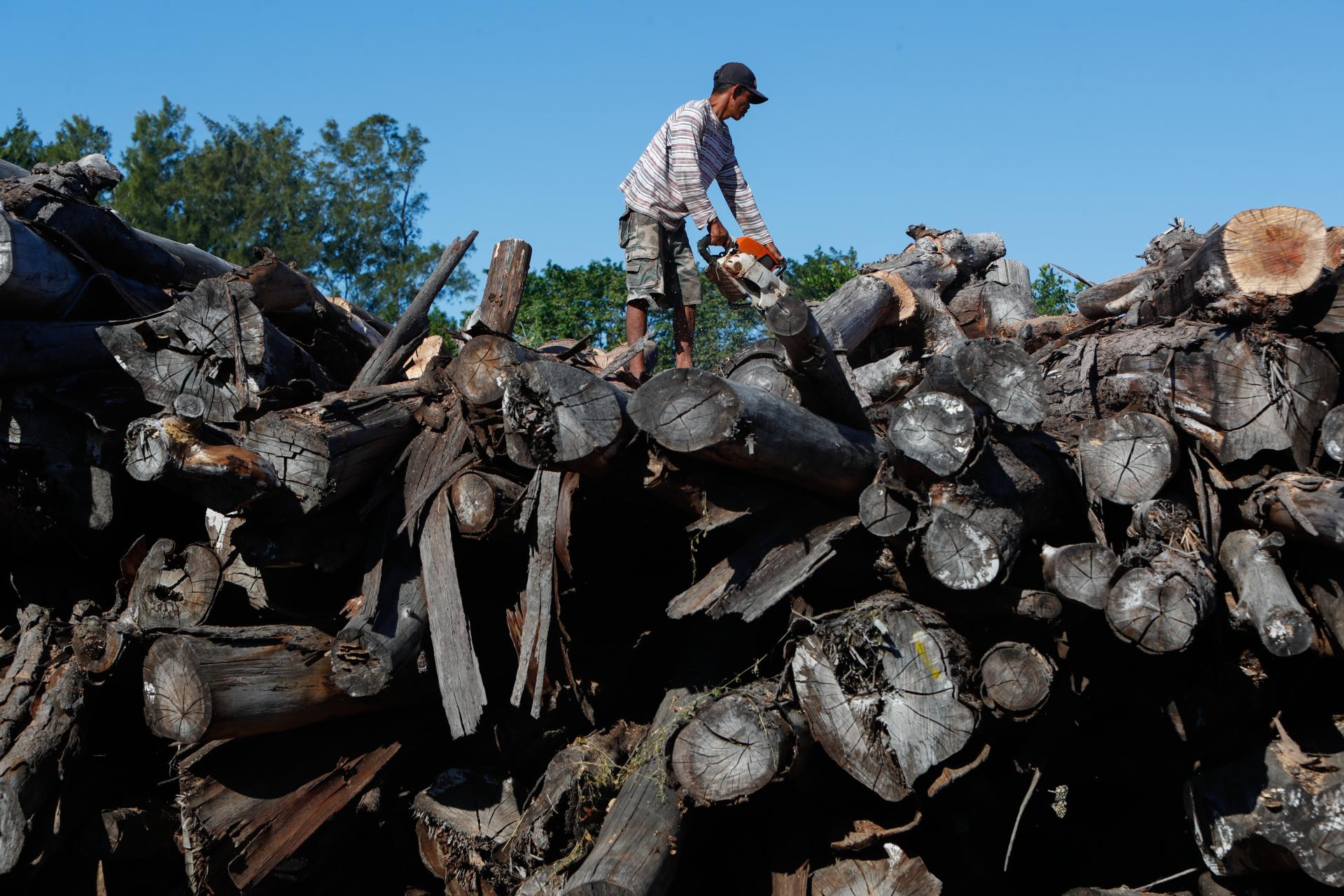 New York Photography Awards Winner - Dying Timberland in Pearl of Orient Seas