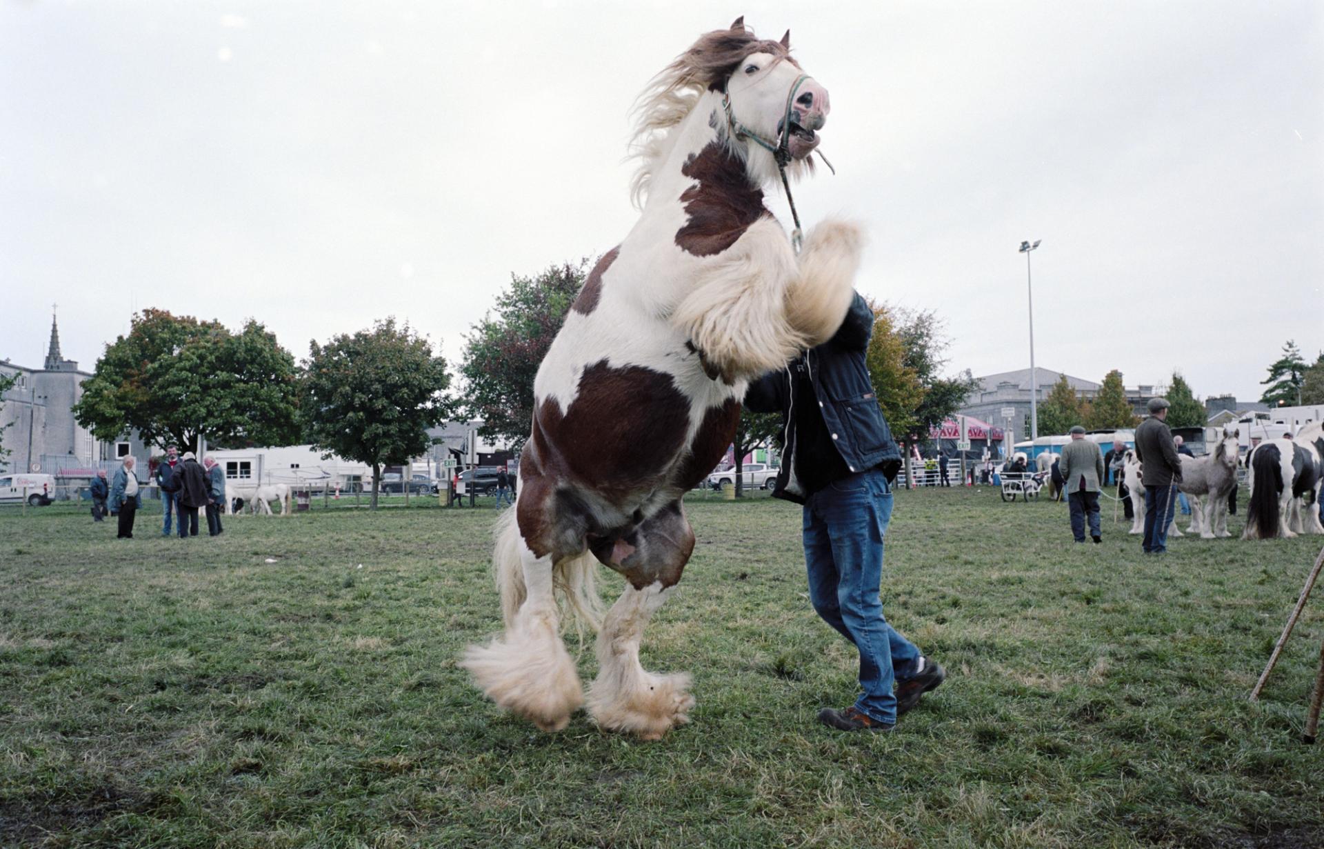 New York Photography Awards Winner - Horses and Caravans