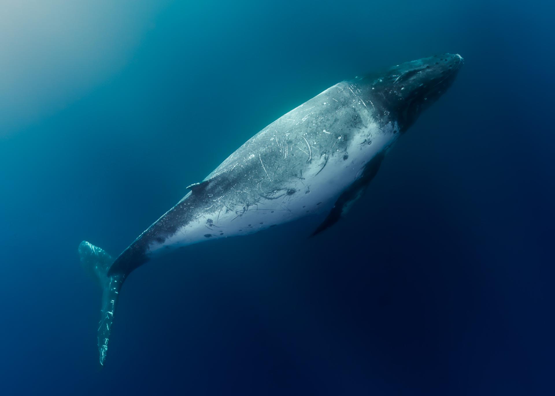 New York Photography Awards Winner - Beauty and Mystery Humpback Whale