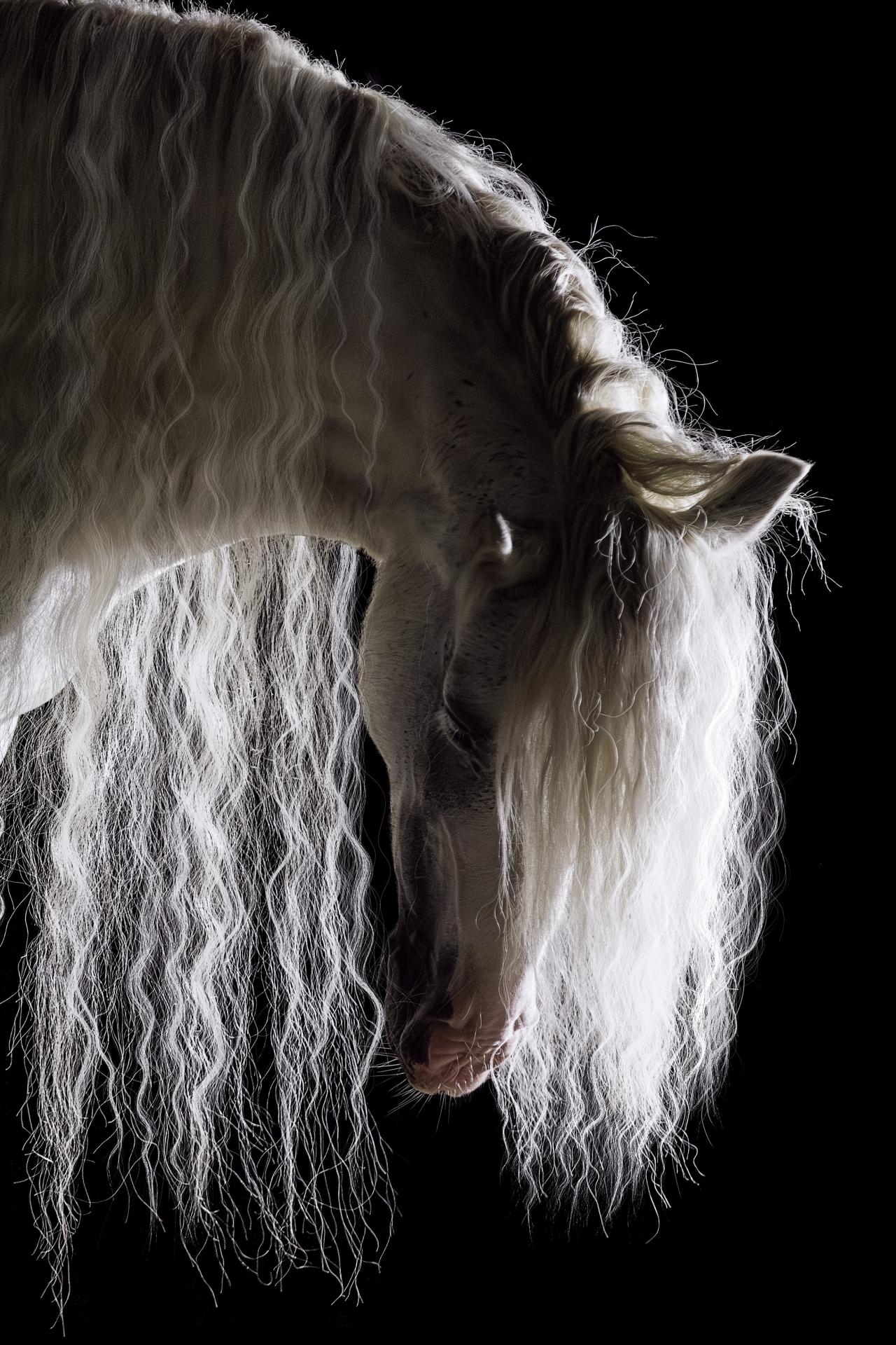 New York Photography Awards Winner - Angel's Hair