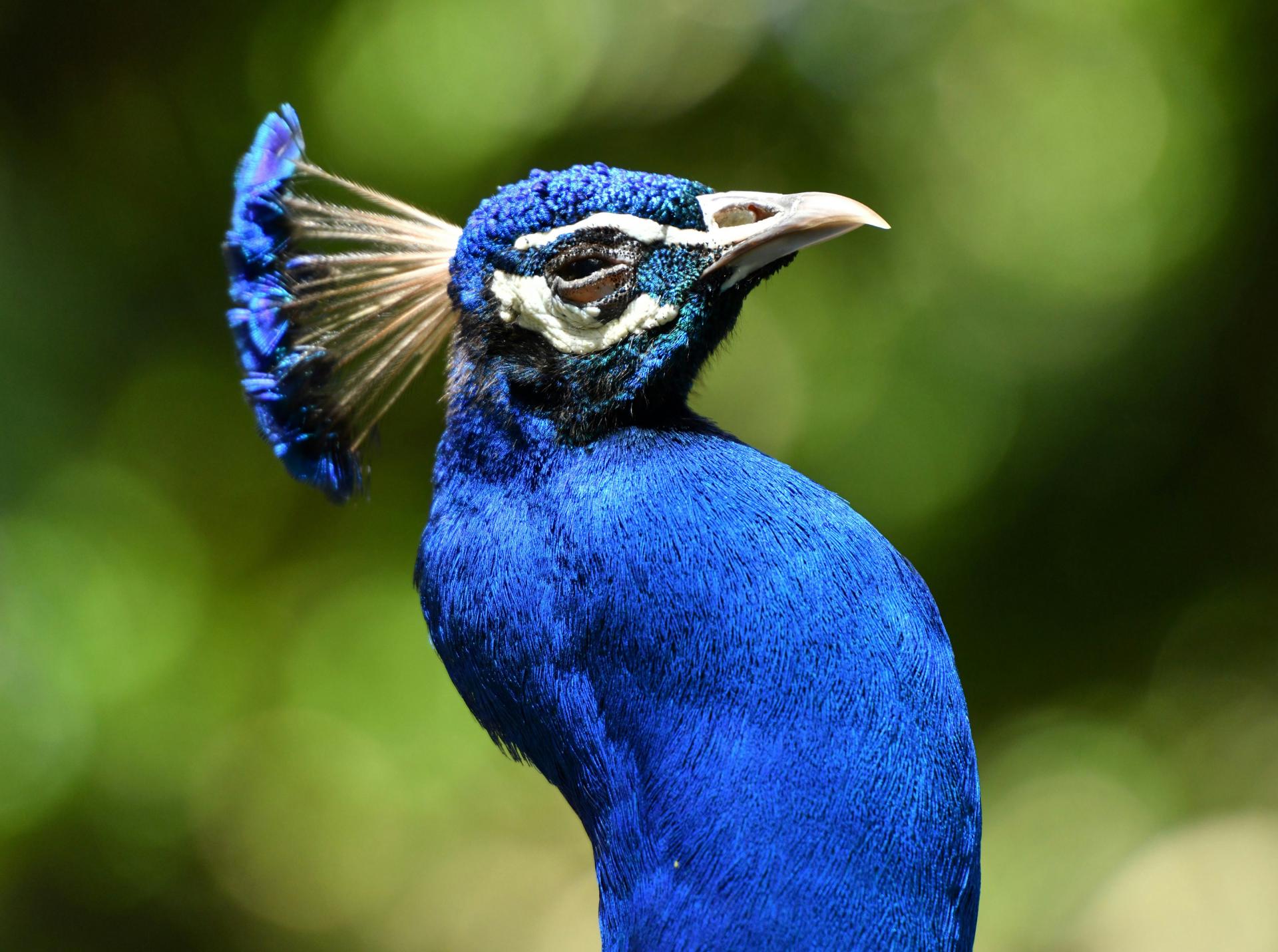 New York Photography Awards Winner - Beautiful male peacock