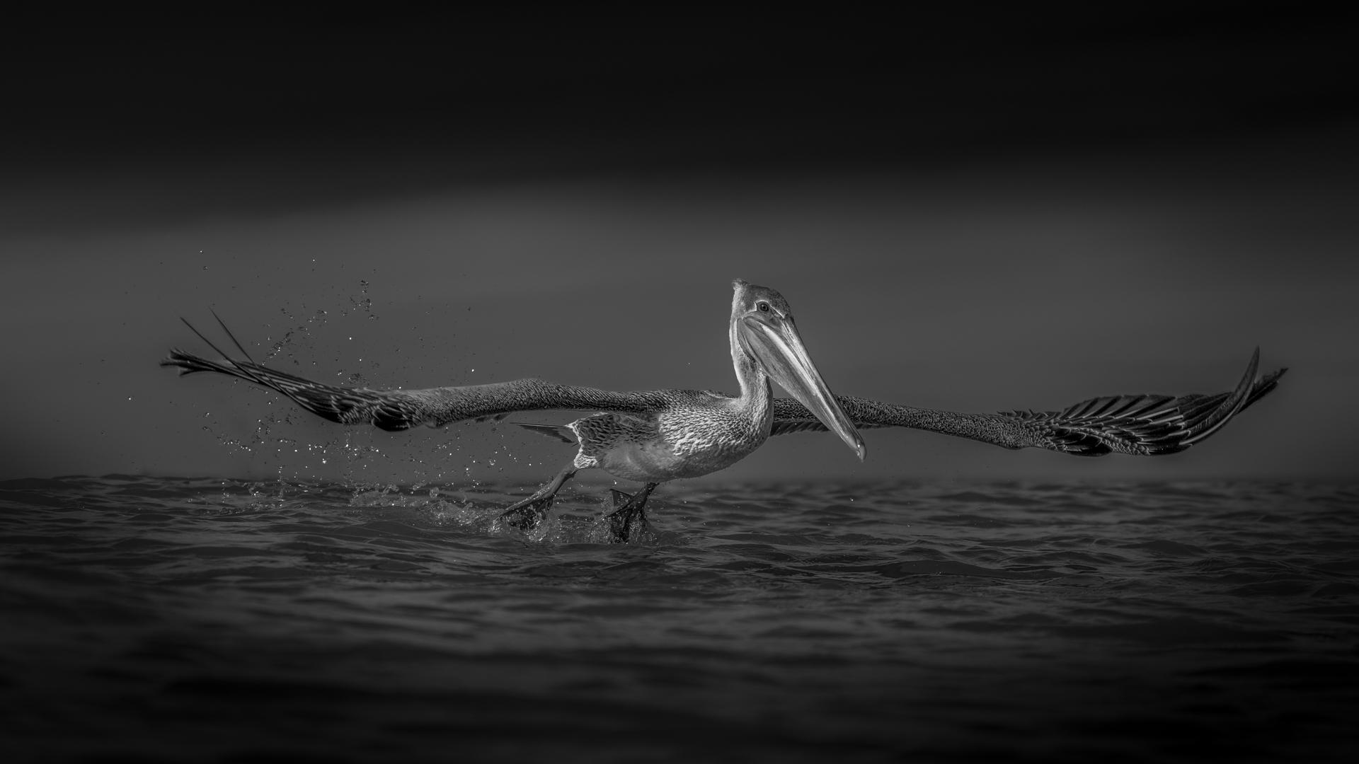 New York Photography Awards Winner - Elegance in Flight at Clearwater Beach