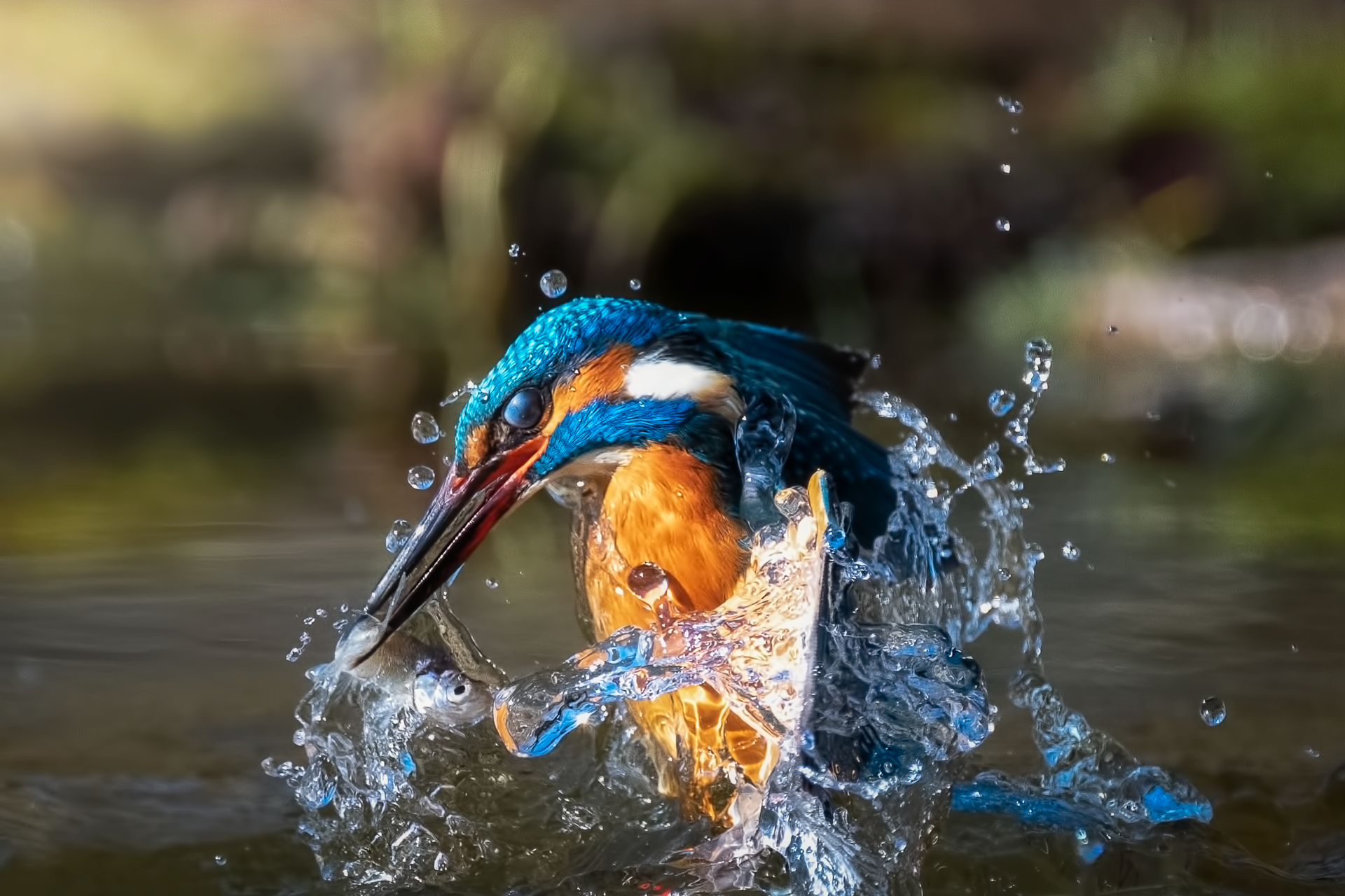 New York Photography Awards Winner - Kingfisher