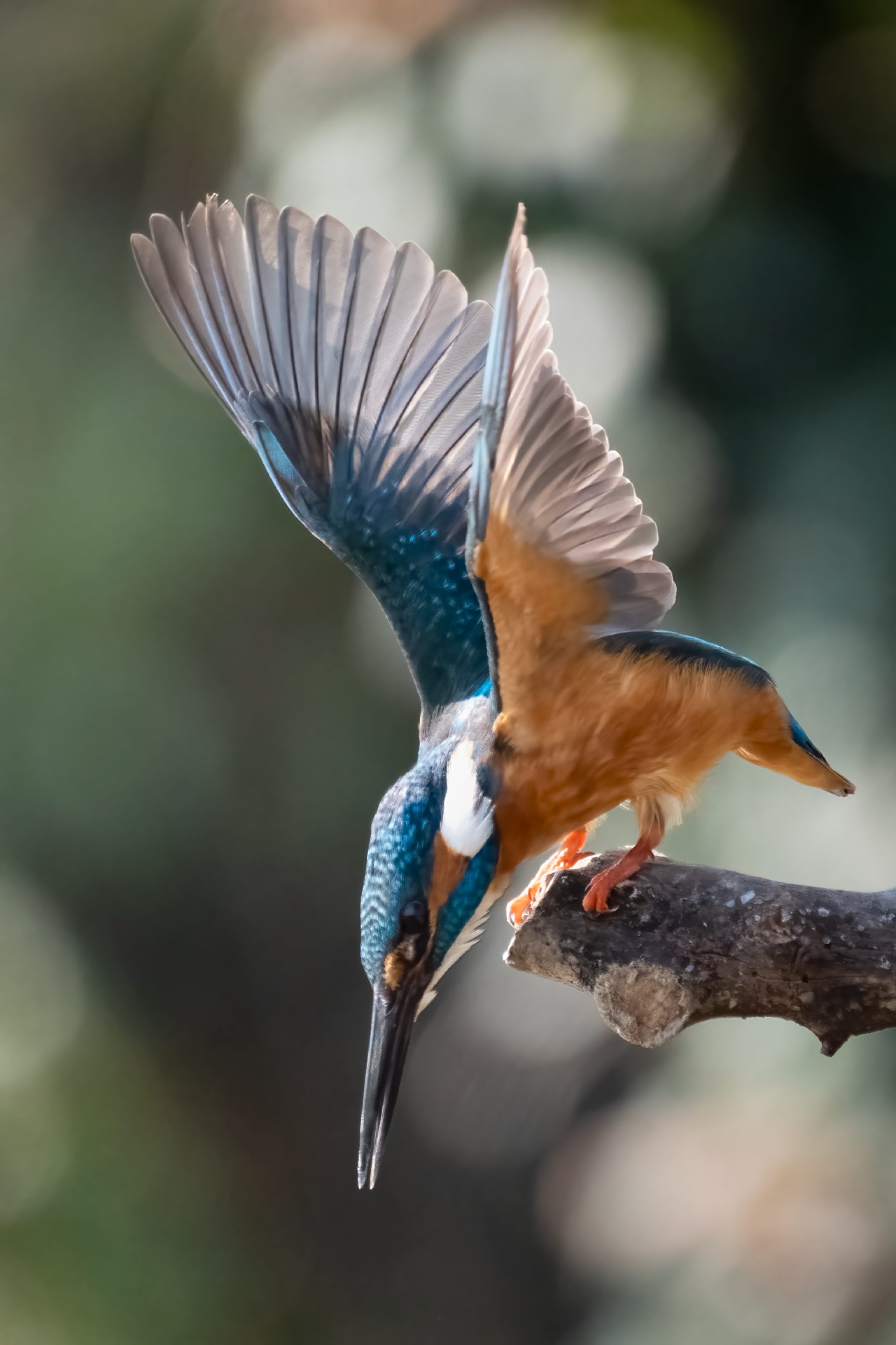 New York Photography Awards Winner - Kingfisher