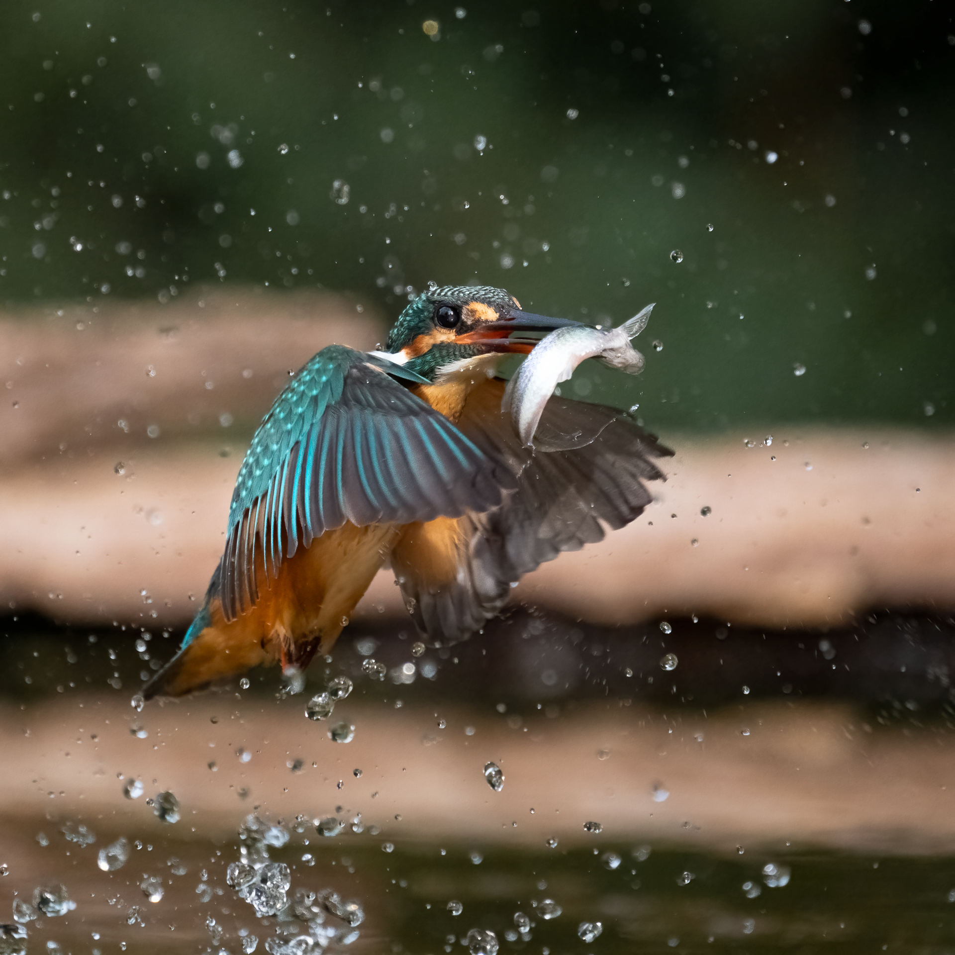 New York Photography Awards Winner - Kingfisher