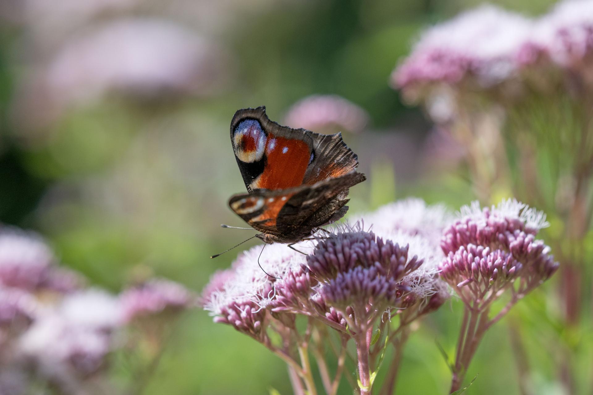 New York Photography Awards Winner - Th Butterfly