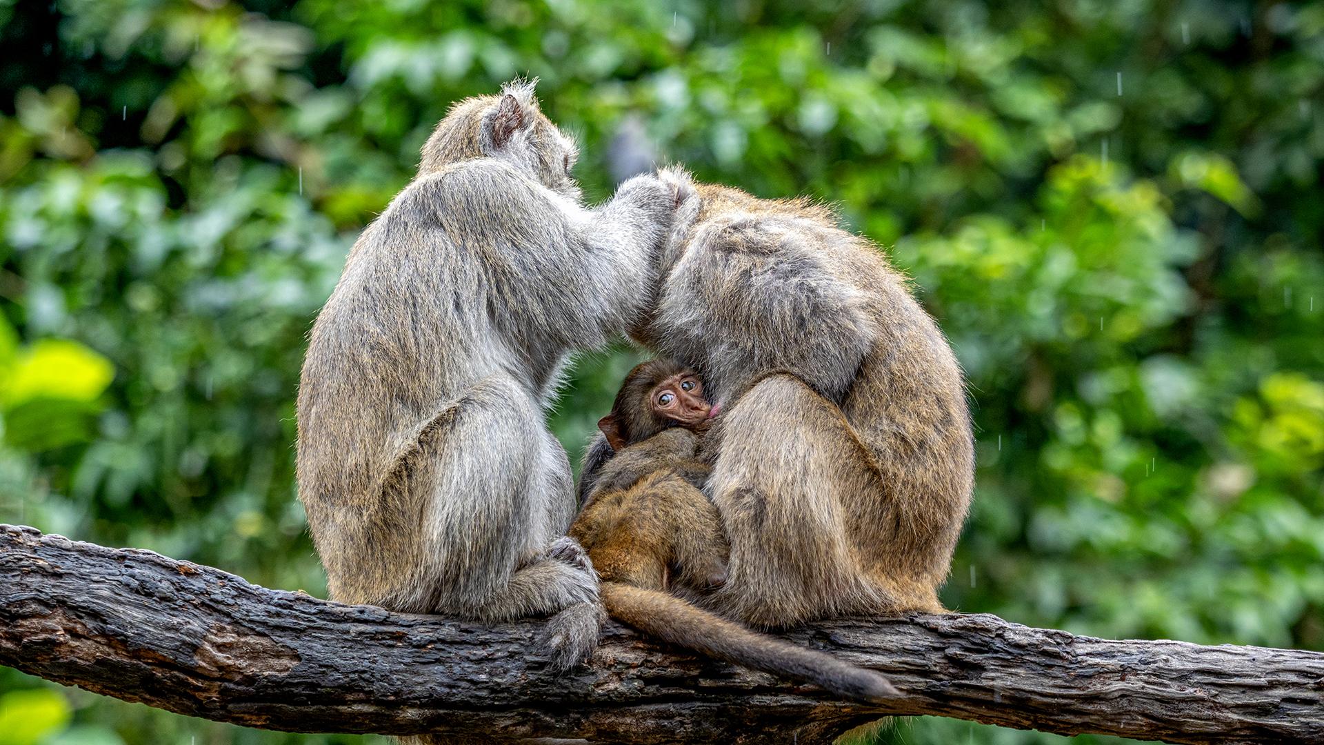 New York Photography Awards Winner - Curious little monkey