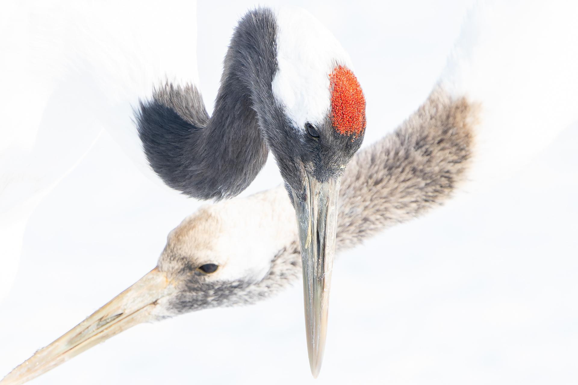 New York Photography Awards Winner - Japanese crane