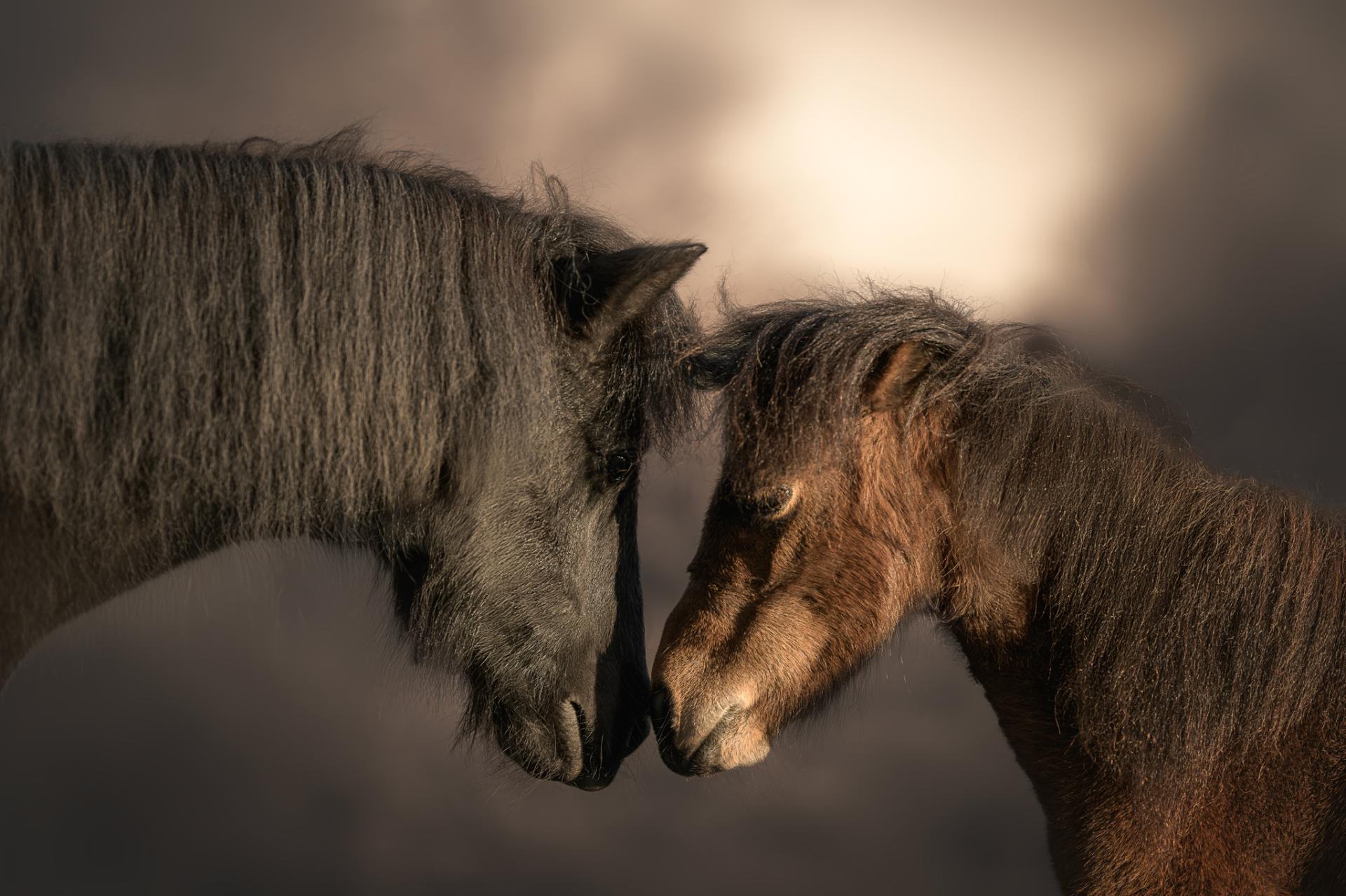 New York Photography Awards Winner - A Bond Beyond Words