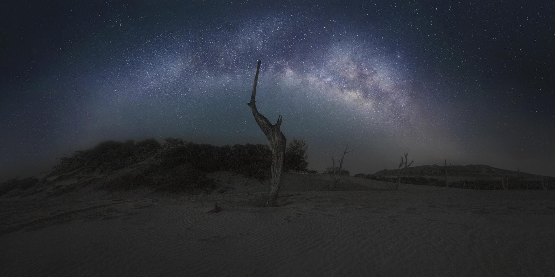 New York Photography Awards Winner - Dead Tree In The Starry Sky