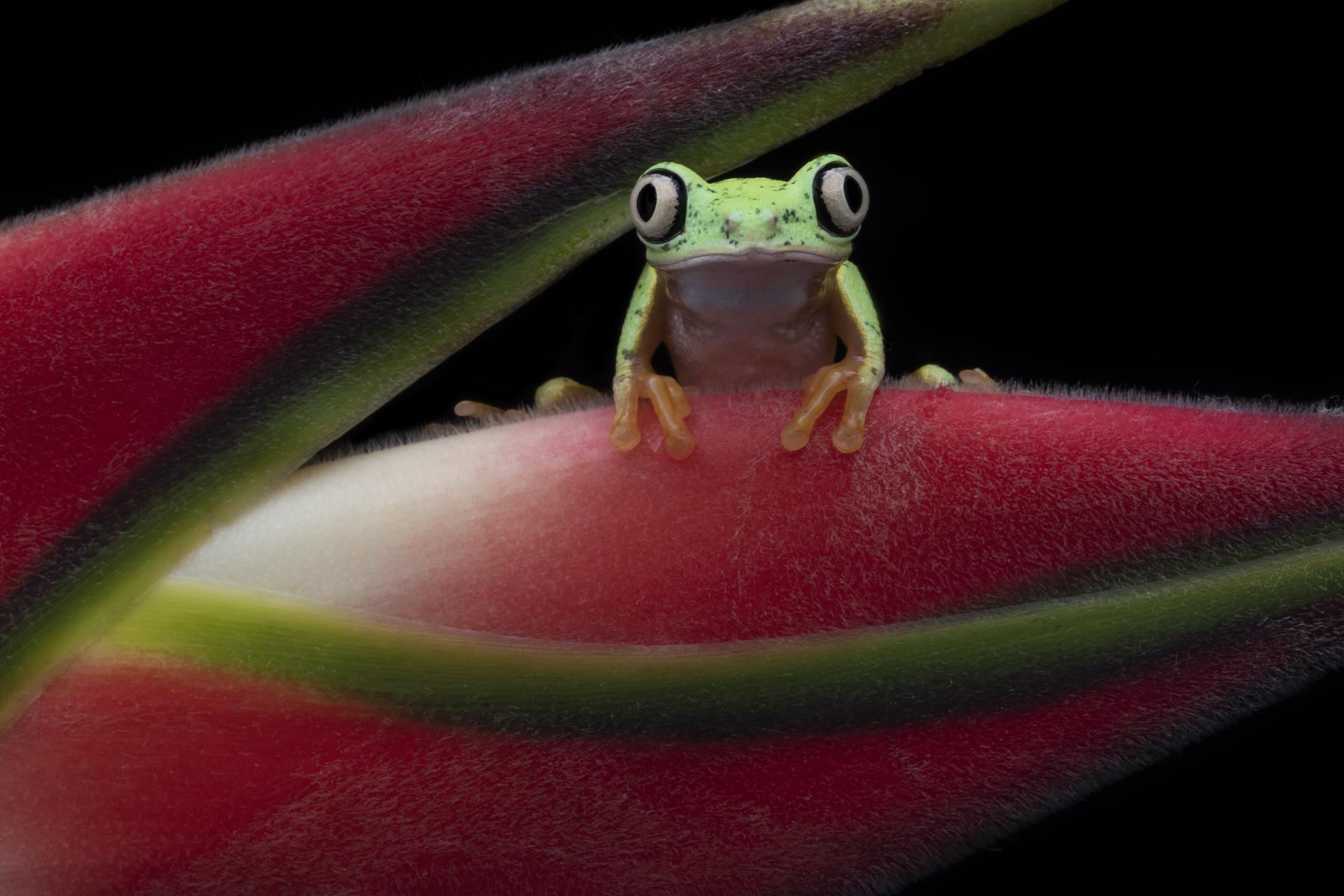 New York Photography Awards Winner - Lemur Frog