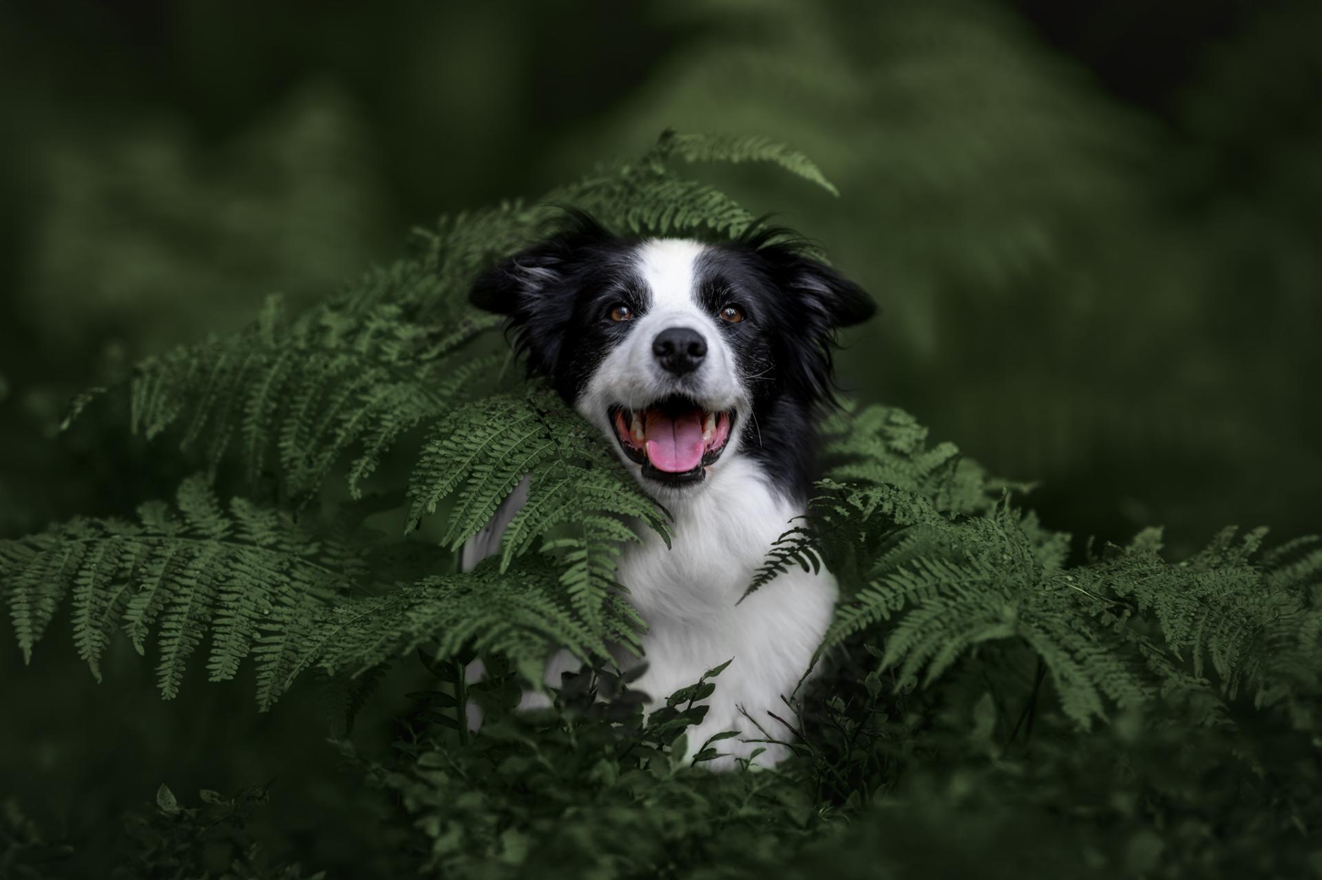 New York Photography Awards Winner - Hidden in the fern