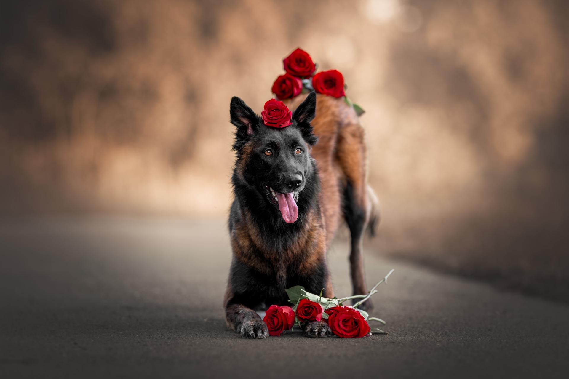 New York Photography Awards Winner - Dog and roses