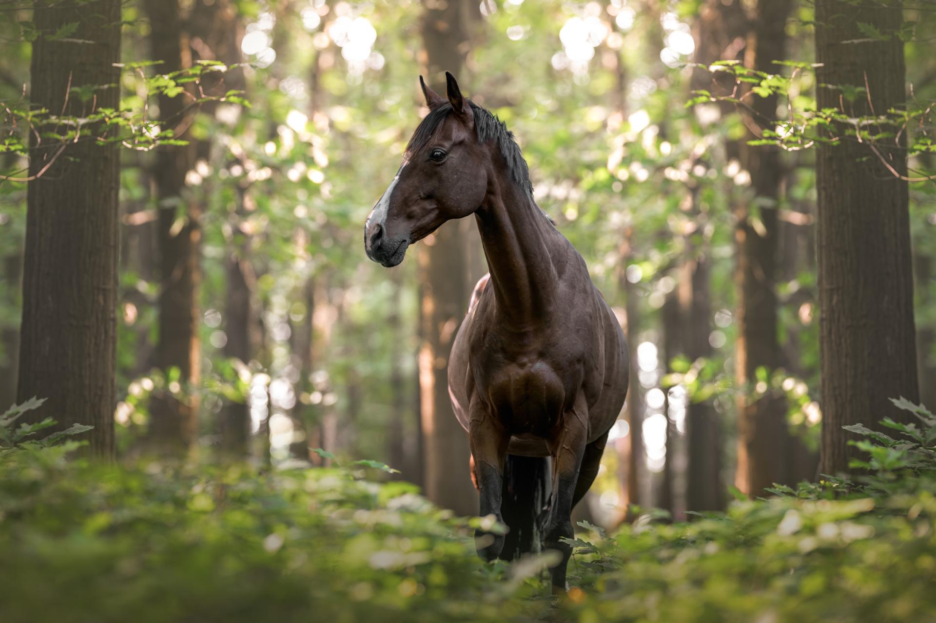 New York Photography Awards Winner - In Wild Harmony