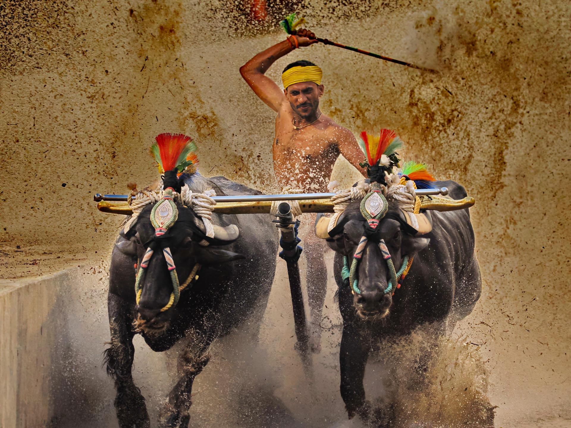 New York Photography Awards Winner - Kambala Buffalo Race 