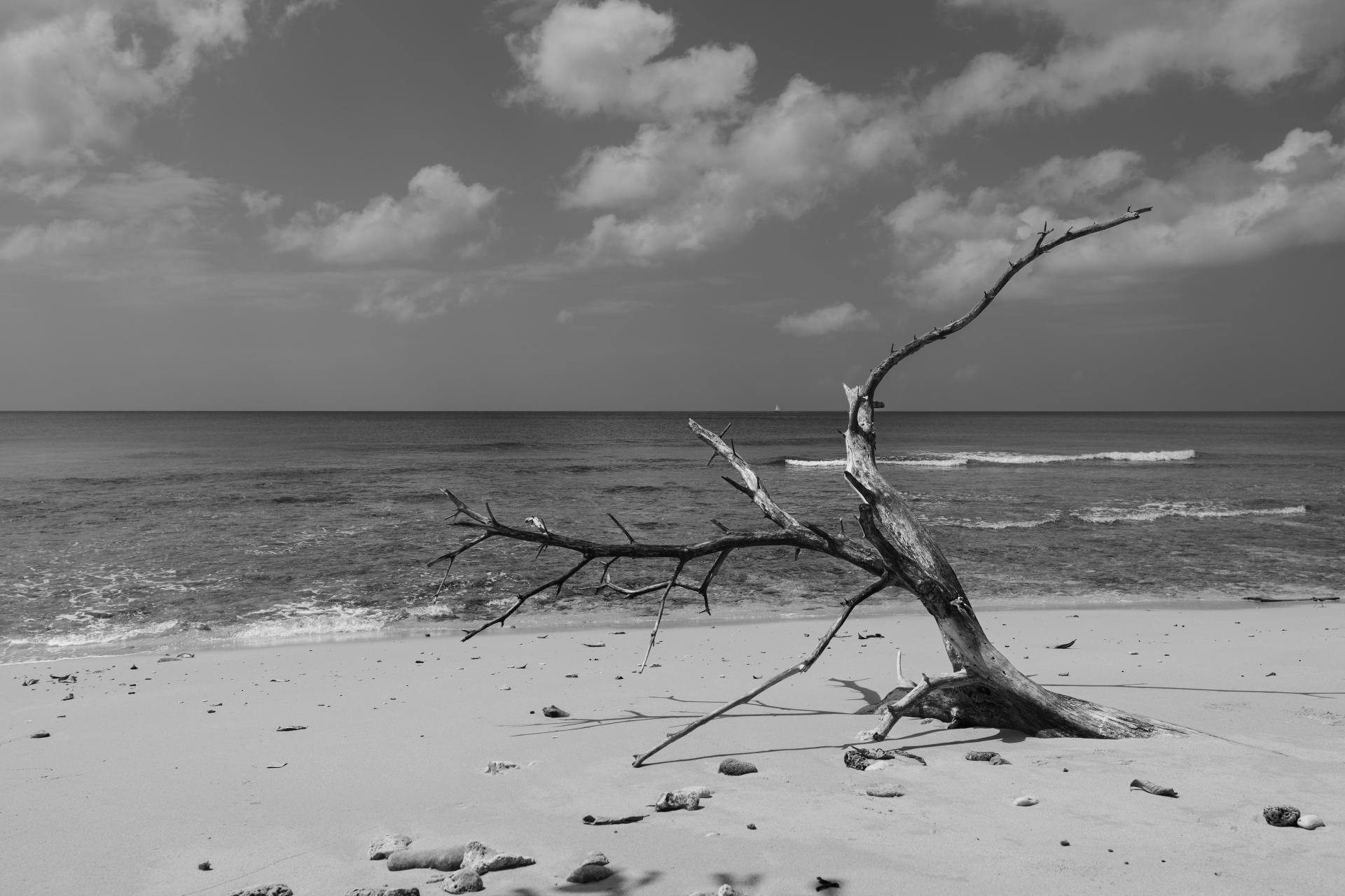 New York Photography Awards Winner - The Tree