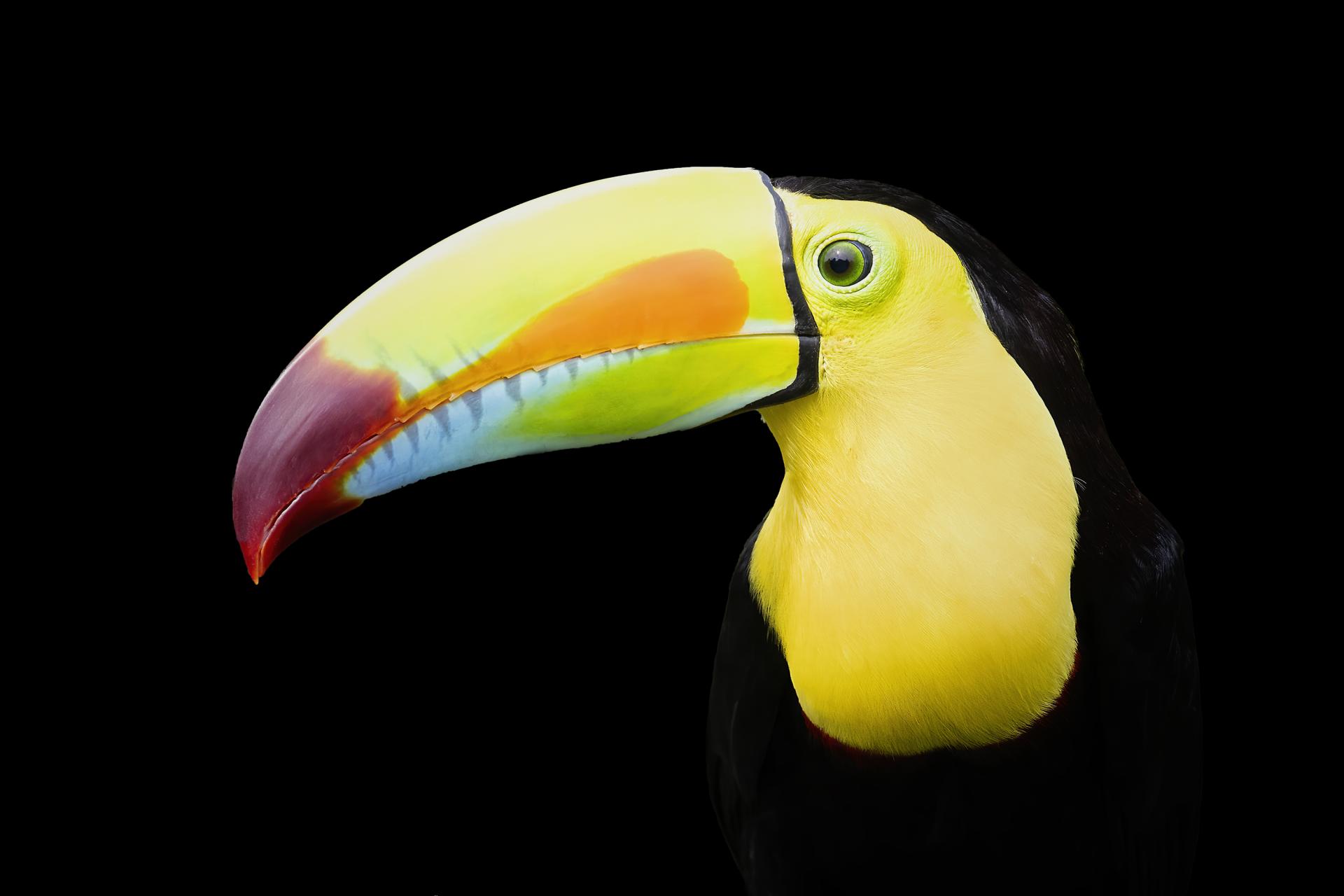 New York Photography Awards Winner - Toucan