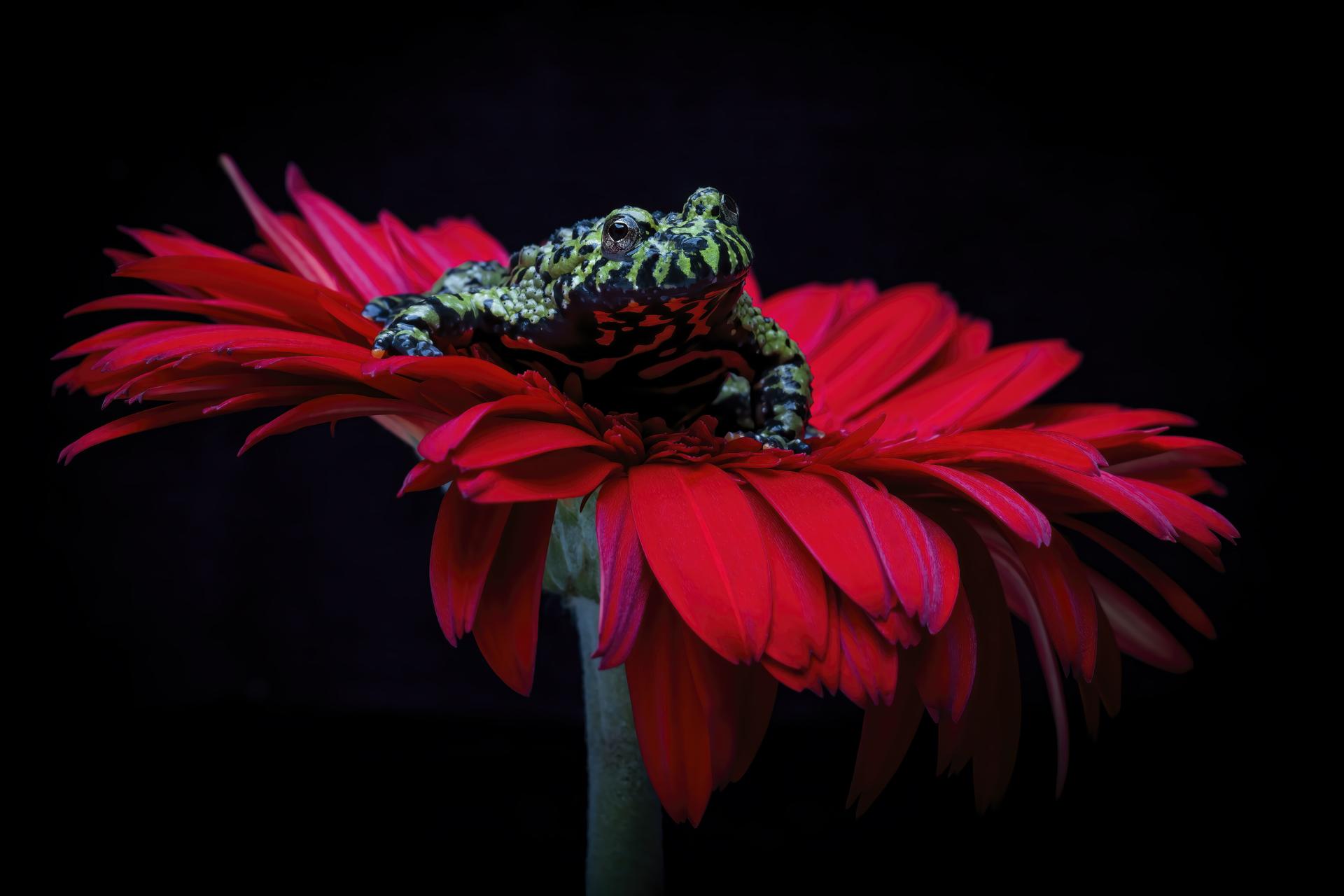 New York Photography Awards Winner - Oriental Fire Bellied Toad