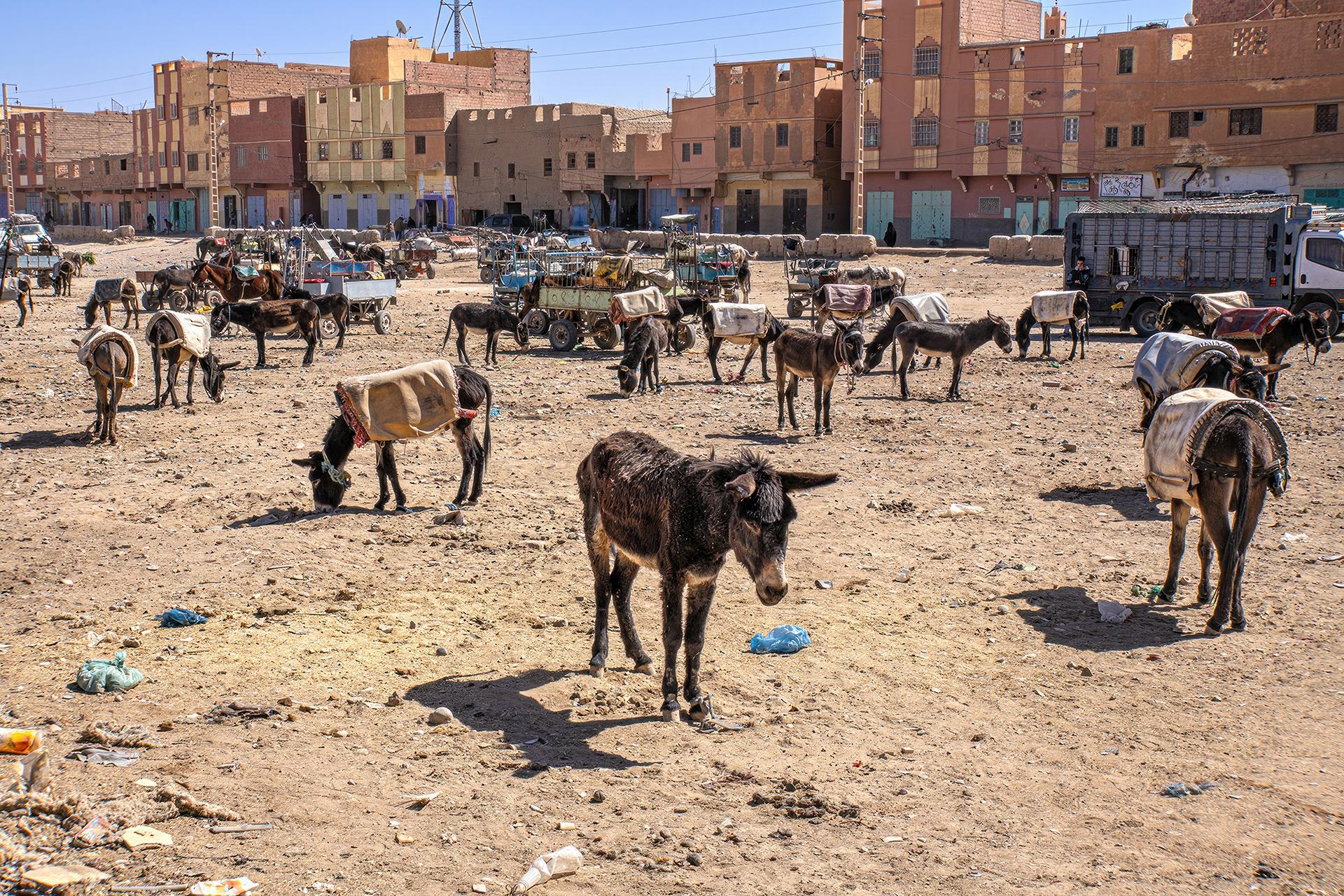 New York Photography Awards Winner - Donkey Parking in Rissani