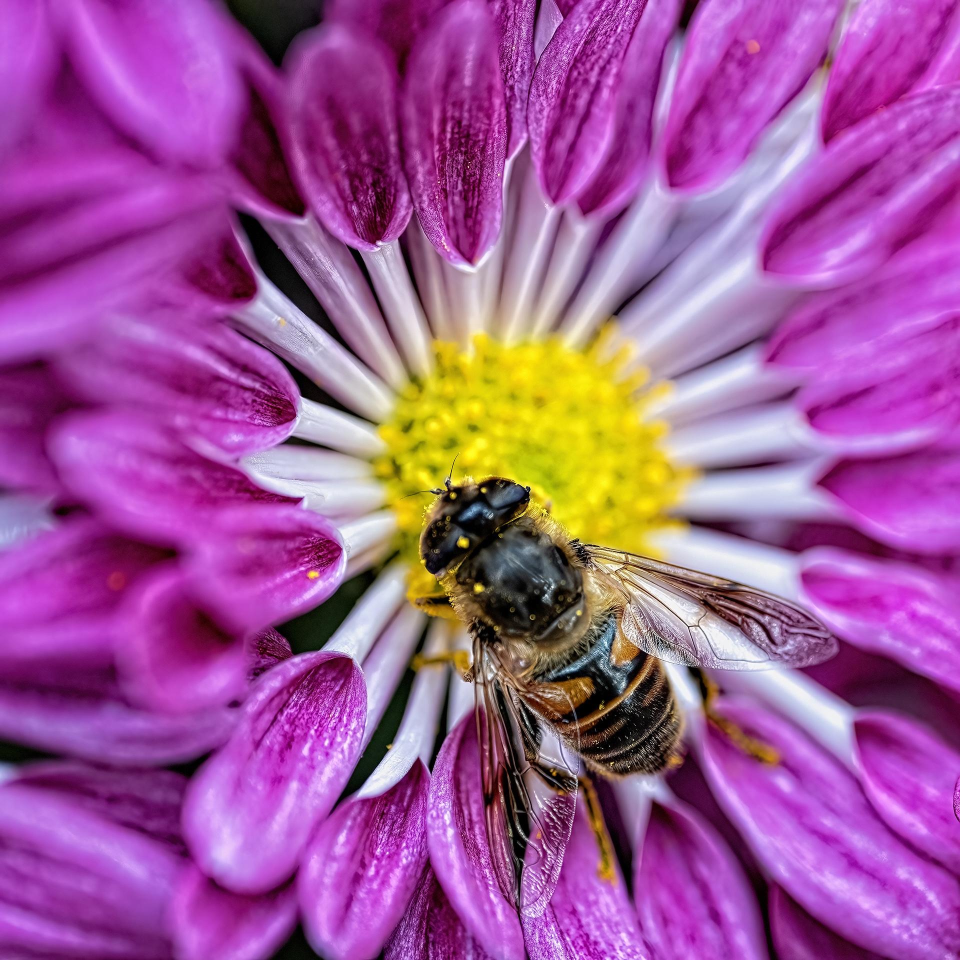 New York Photography Awards Winner - Flower and Bee