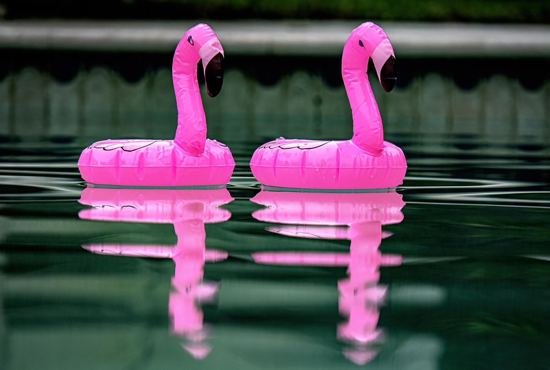 New York Photography Awards Winner - Pink Flamingos in the Backyard Pool