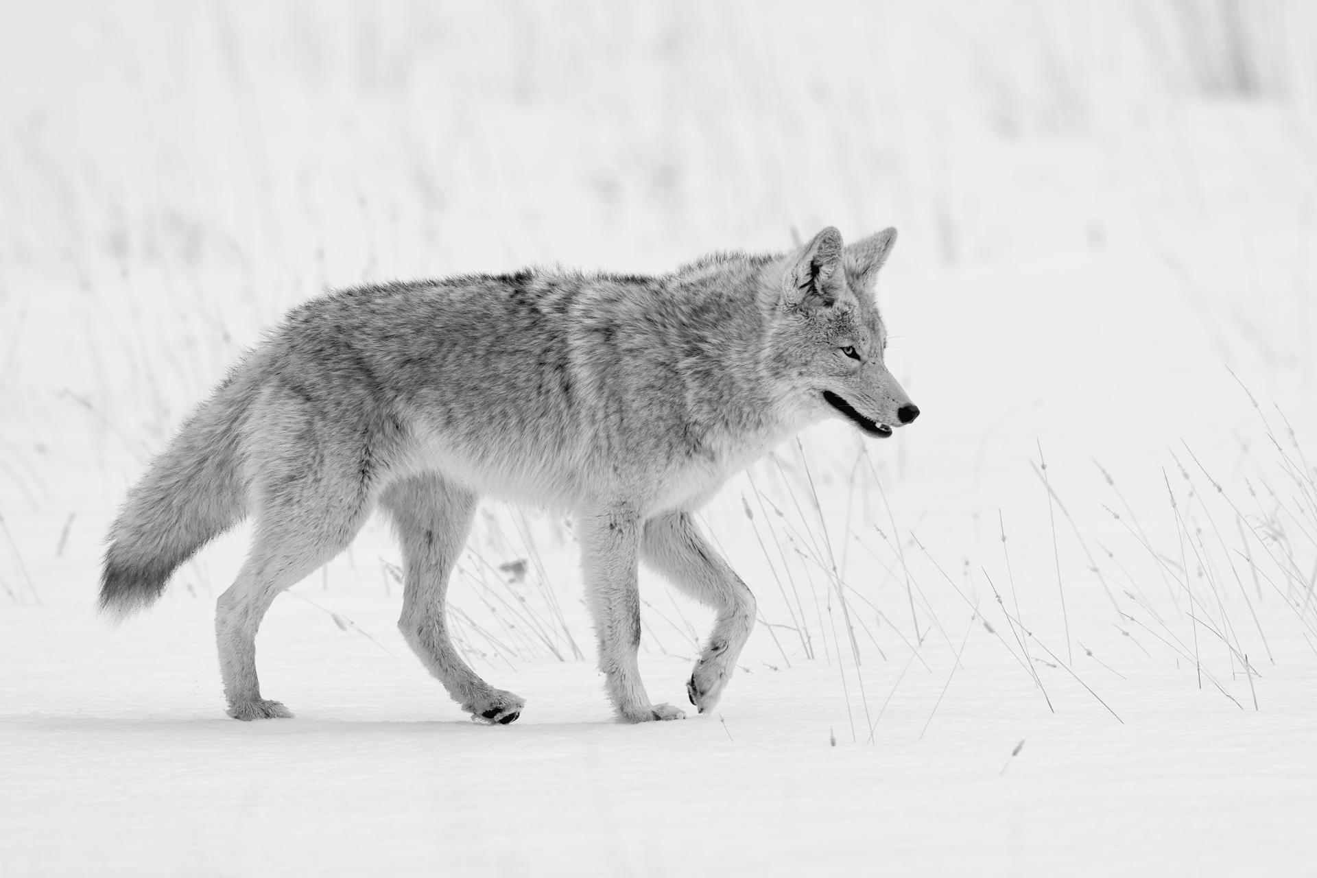 New York Photography Awards Winner - Coyote