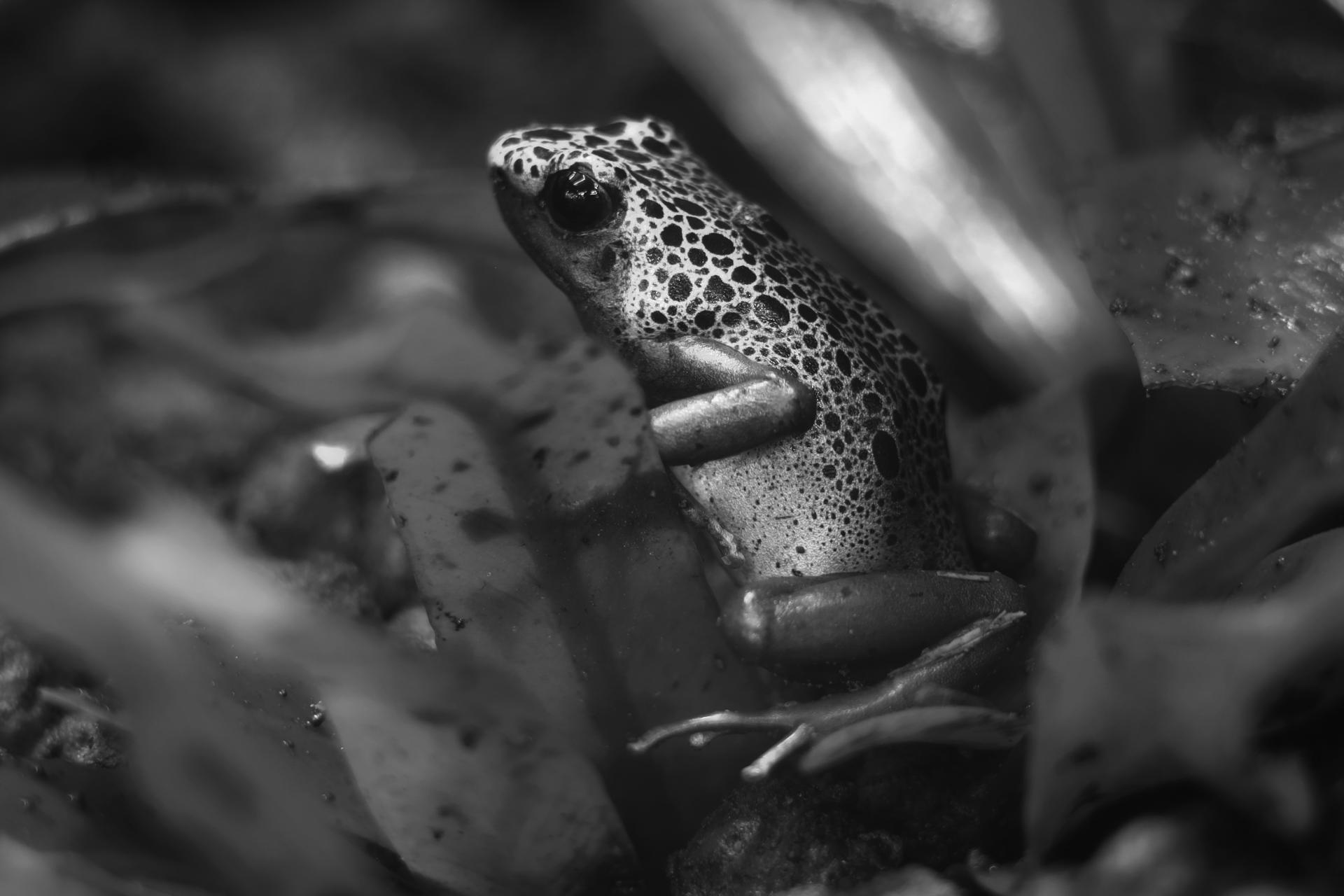 New York Photography Awards Winner - Poison frog