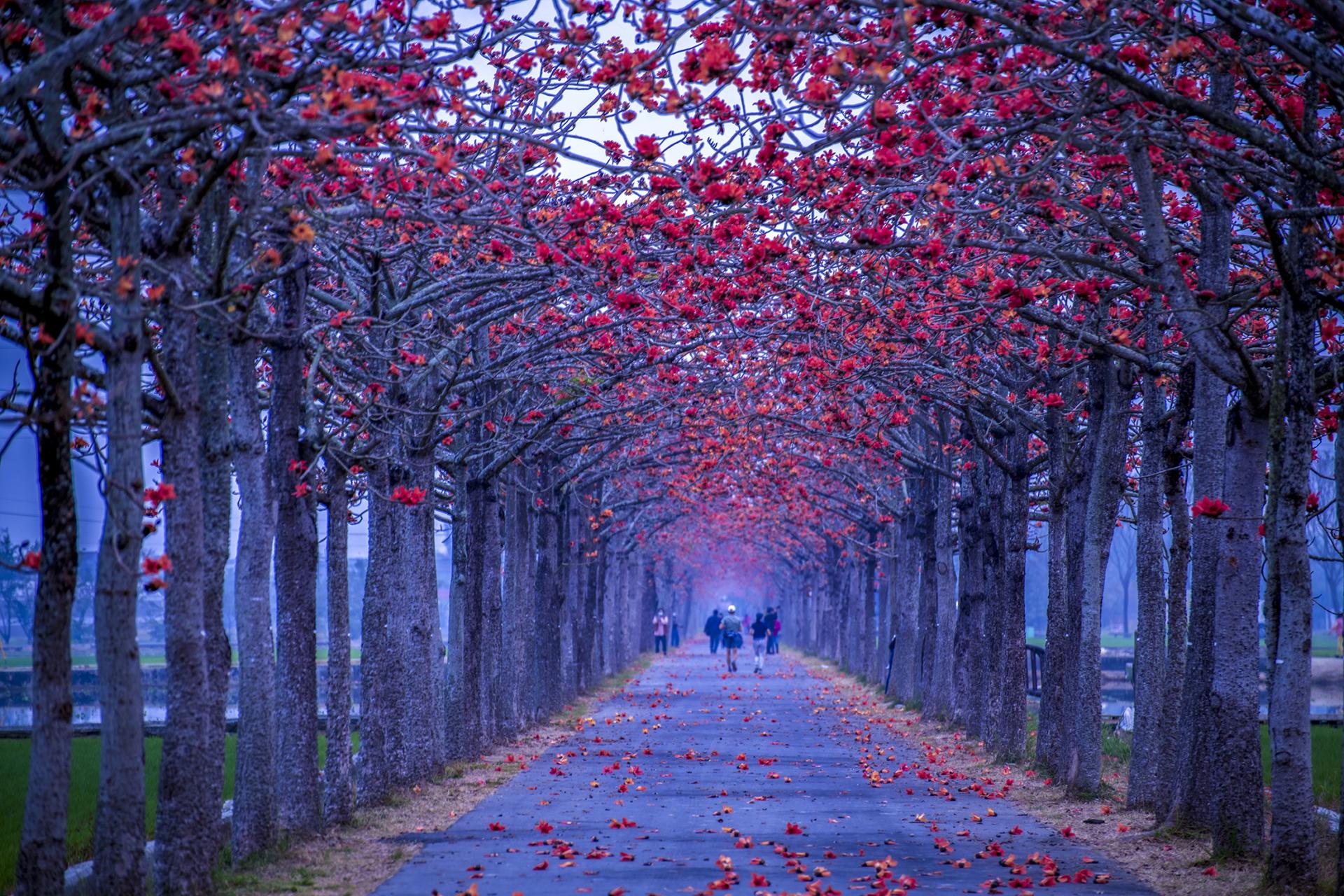 New York Photography Awards Winner - kapok road