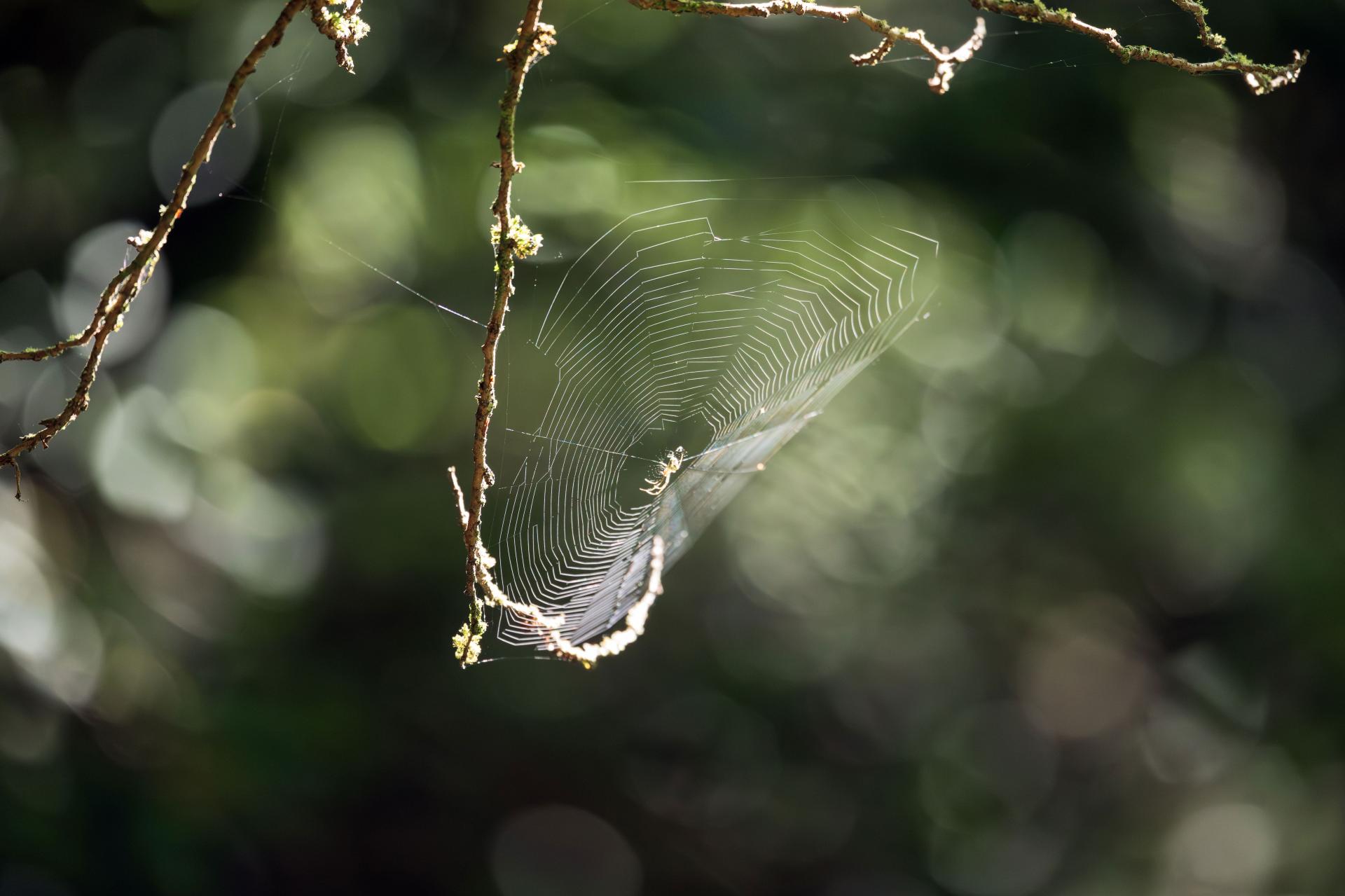 New York Photography Awards Winner - The Spiderweb