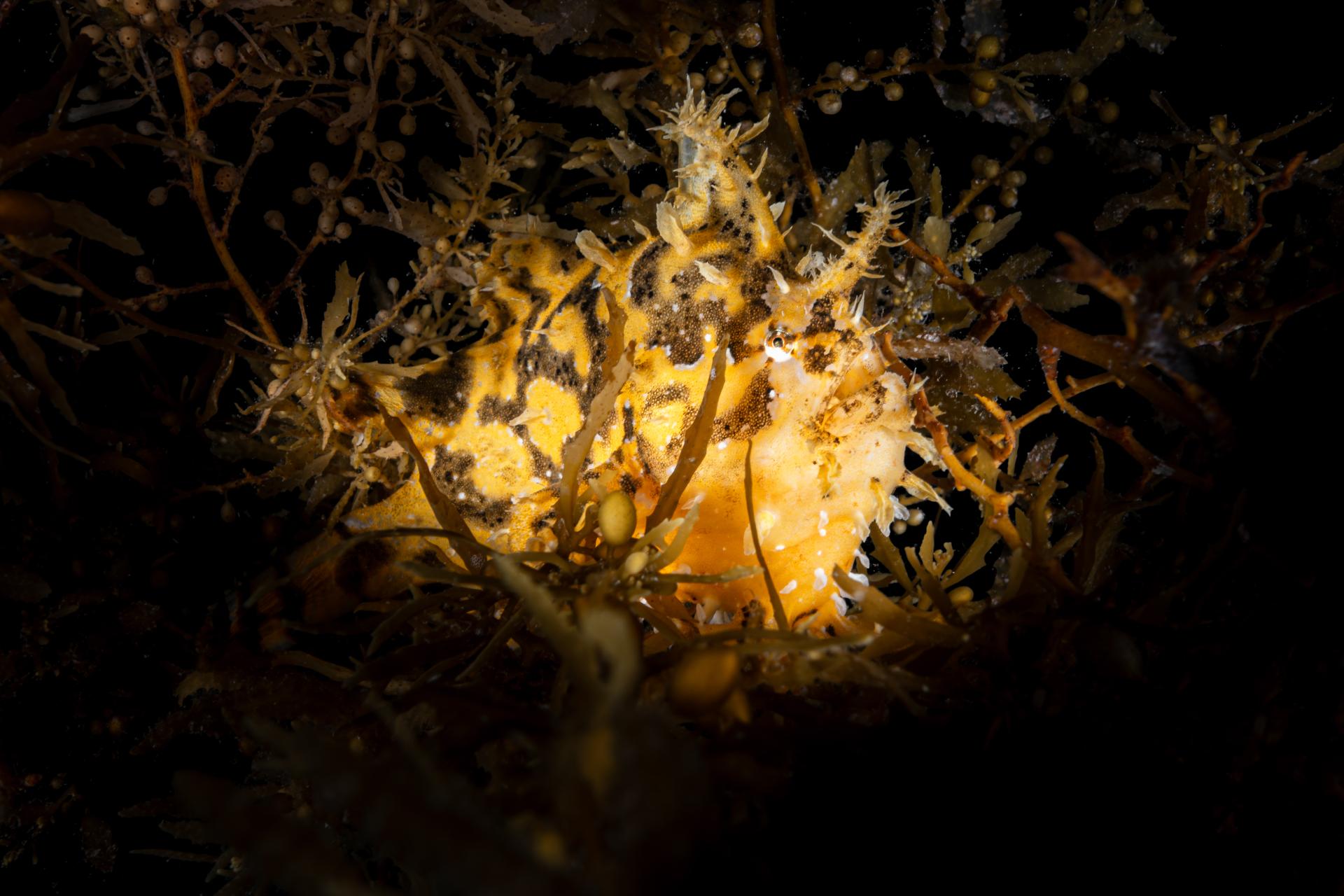 New York Photography Awards Winner - Sea Weed Sentinel