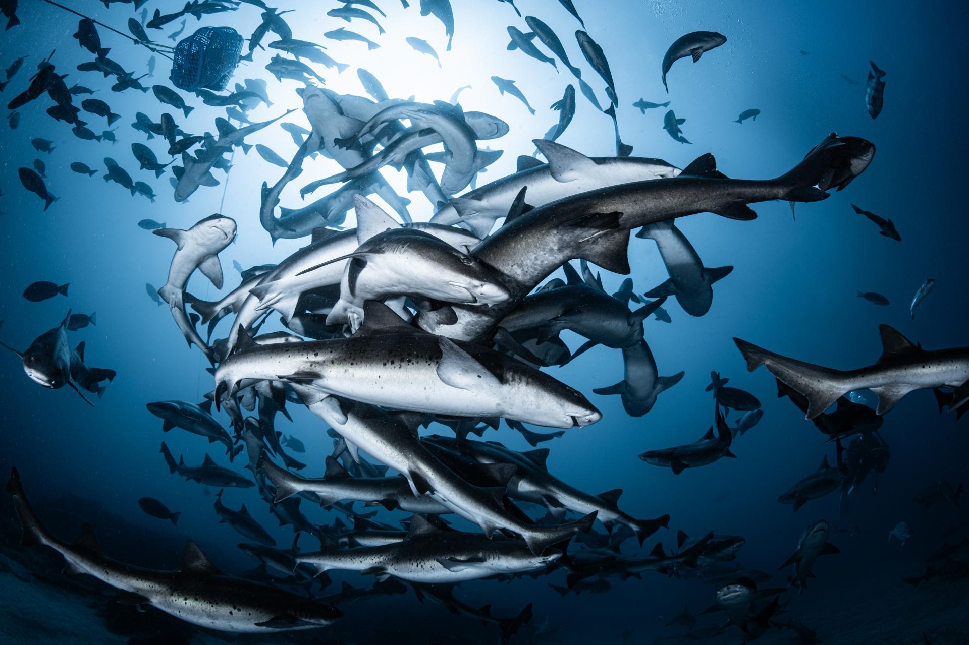 New York Photography Awards Winner - Shark Tornado