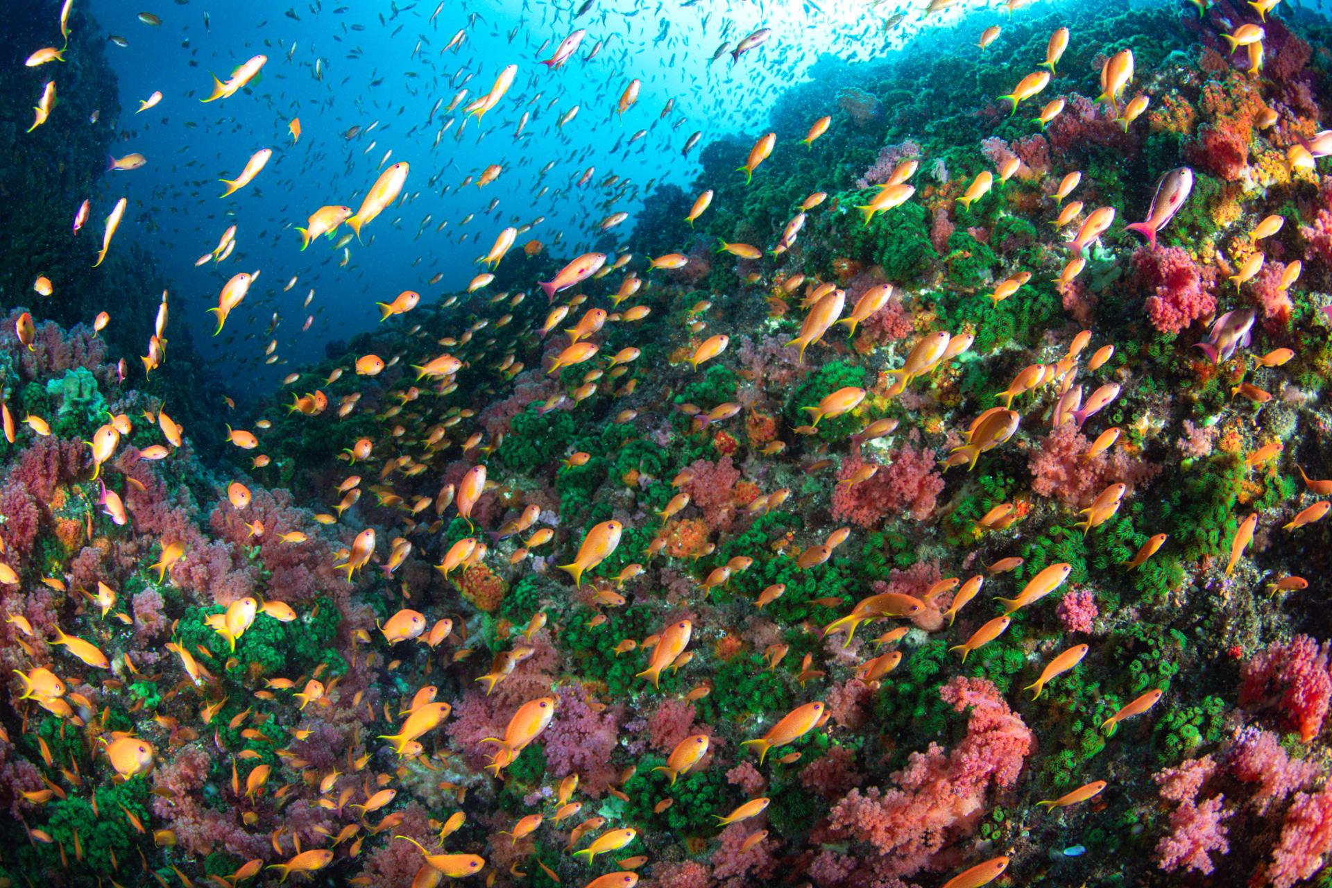 New York Photography Awards Winner - Hill of Flowers in the Sea