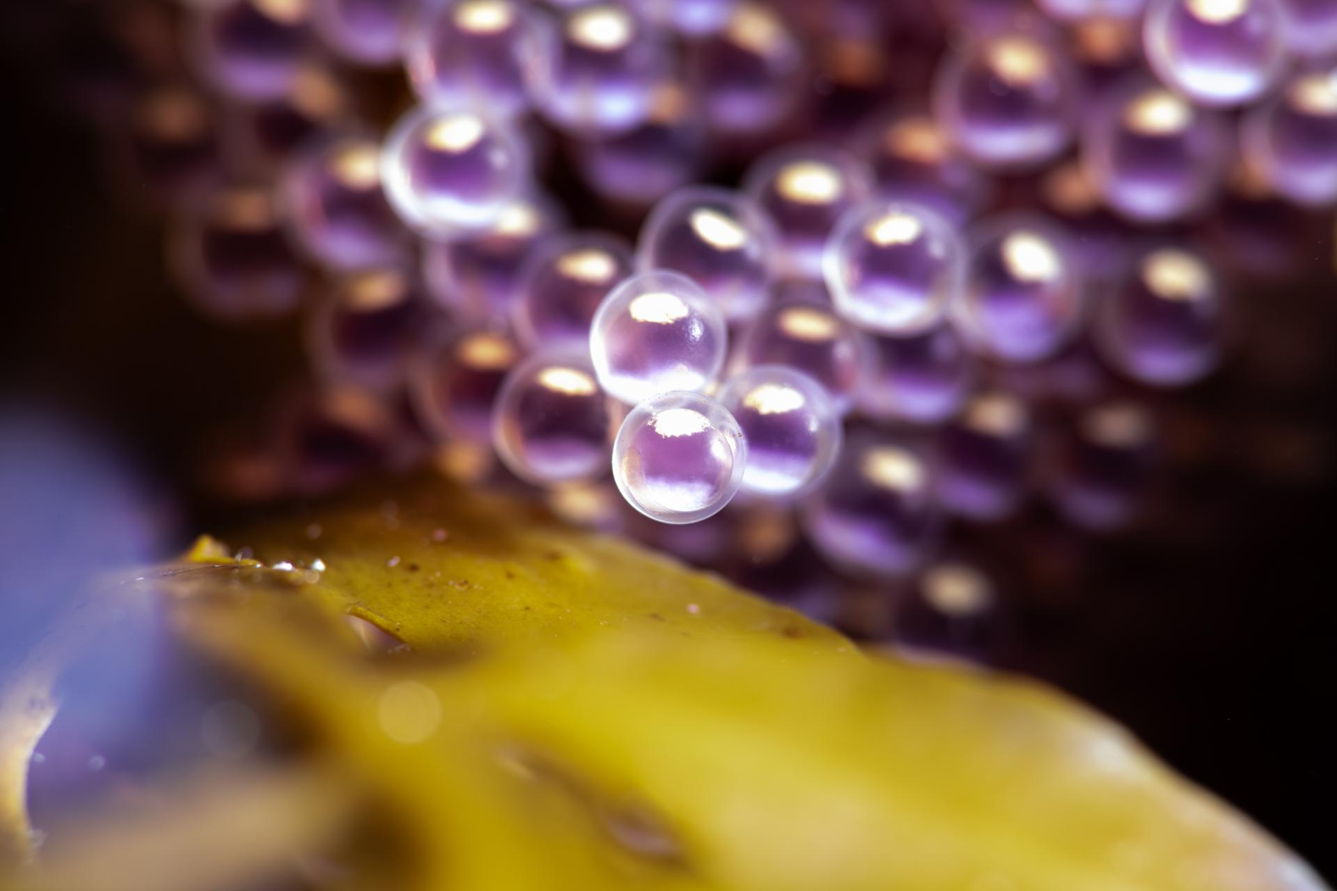 New York Photography Awards Winner - Jewels spilling into the sea