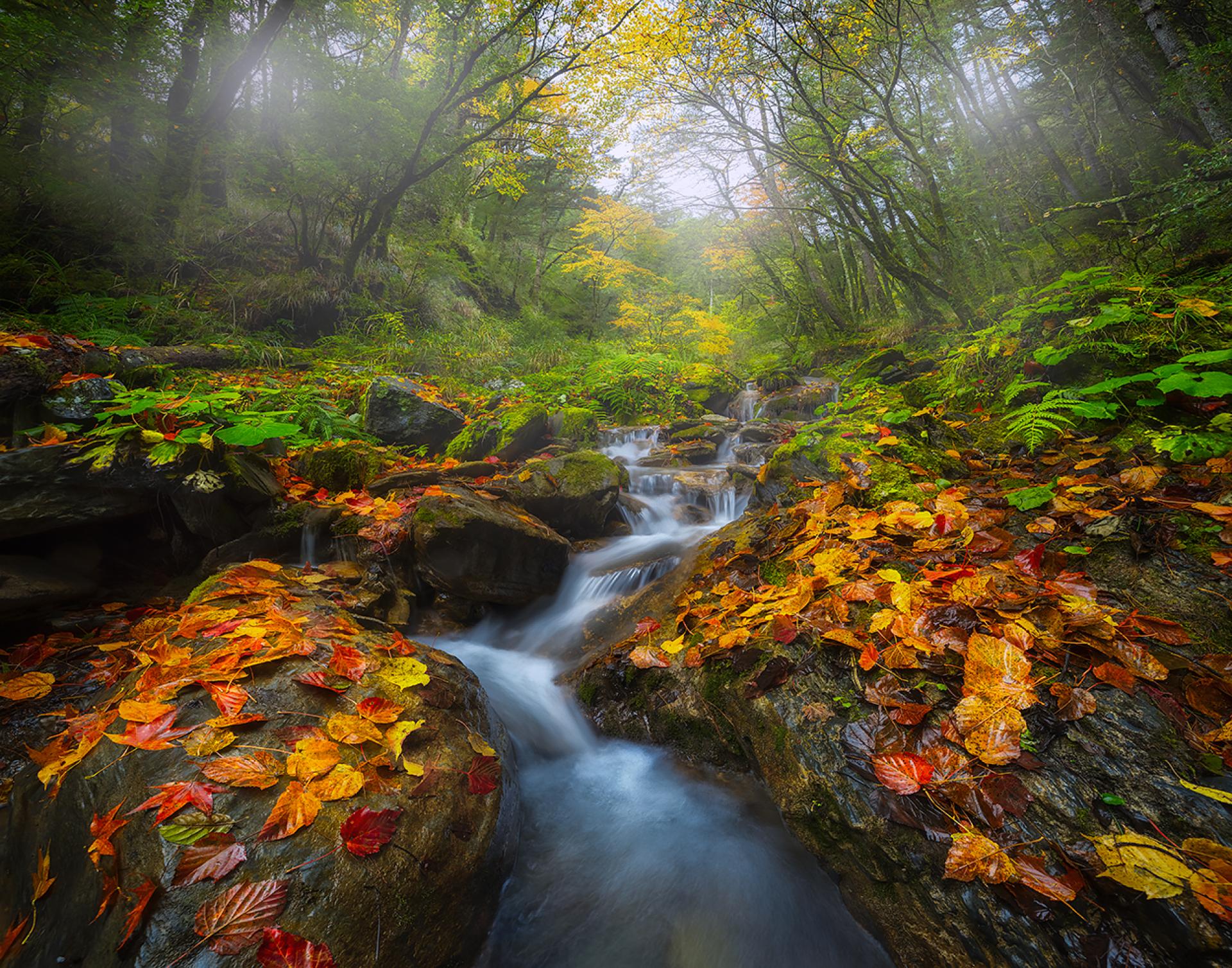 New York Photography Awards Winner - colorful autumn