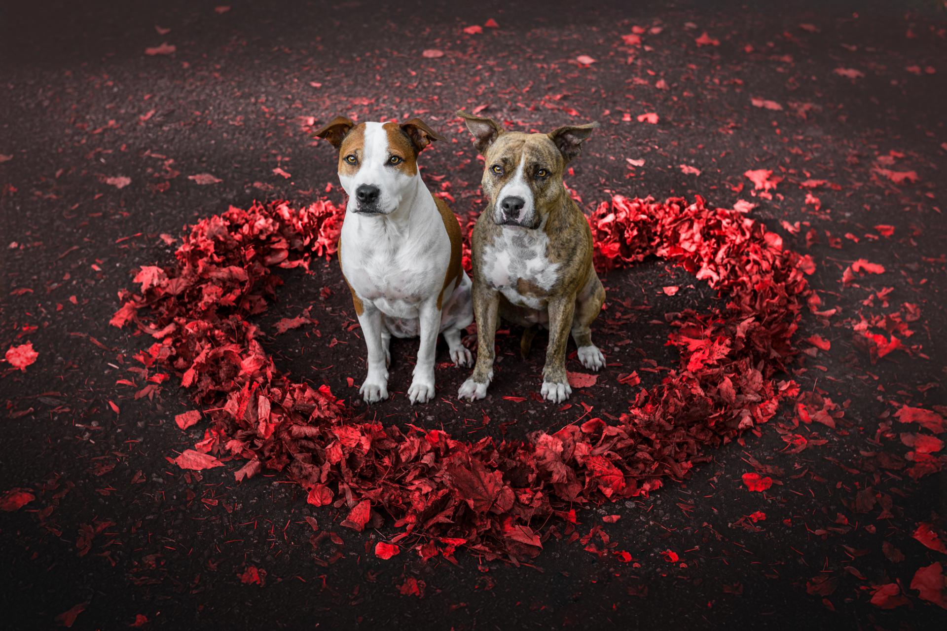 New York Photography Awards Winner - Bond of Souls