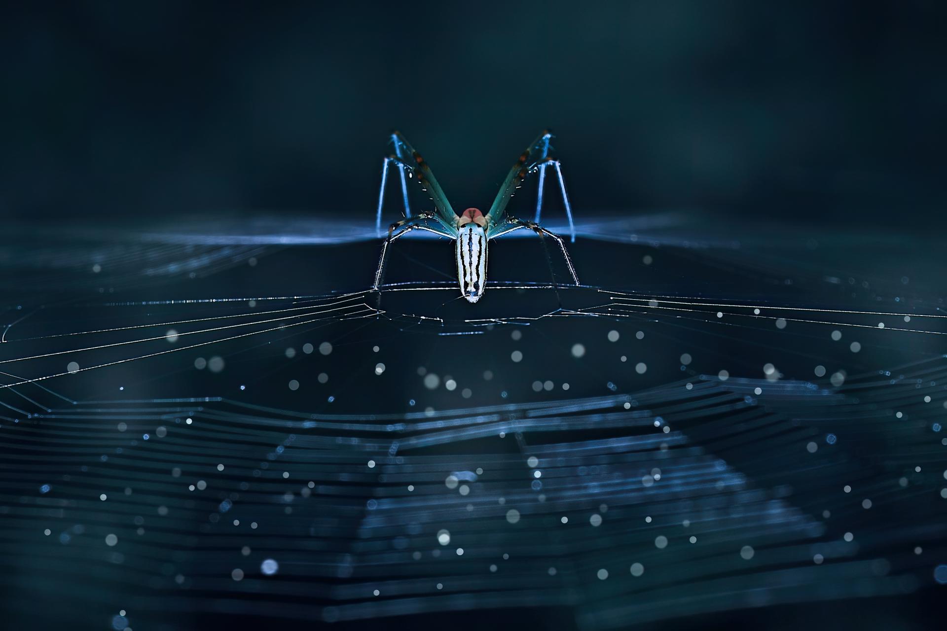 New York Photography Awards Winner - Nephila pilipes