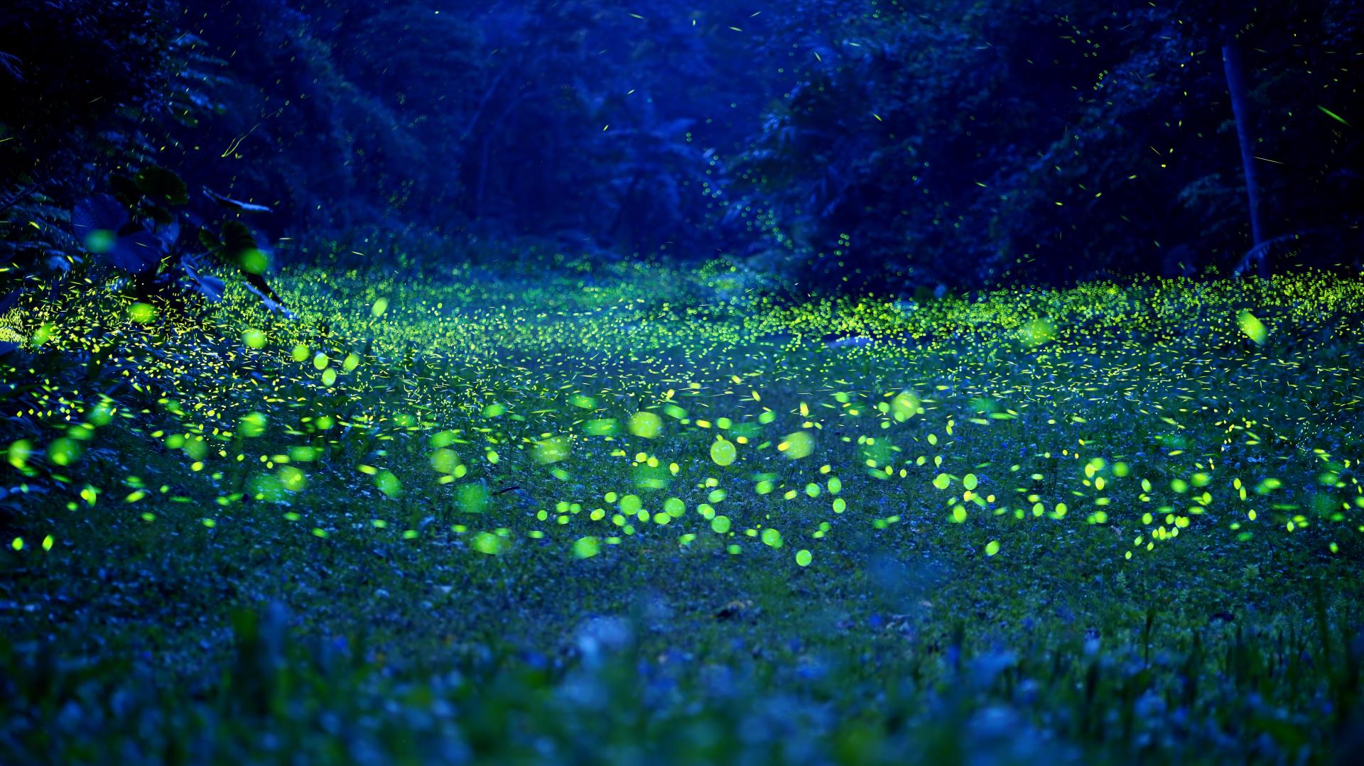 New York Photography Awards Winner - Blue tears