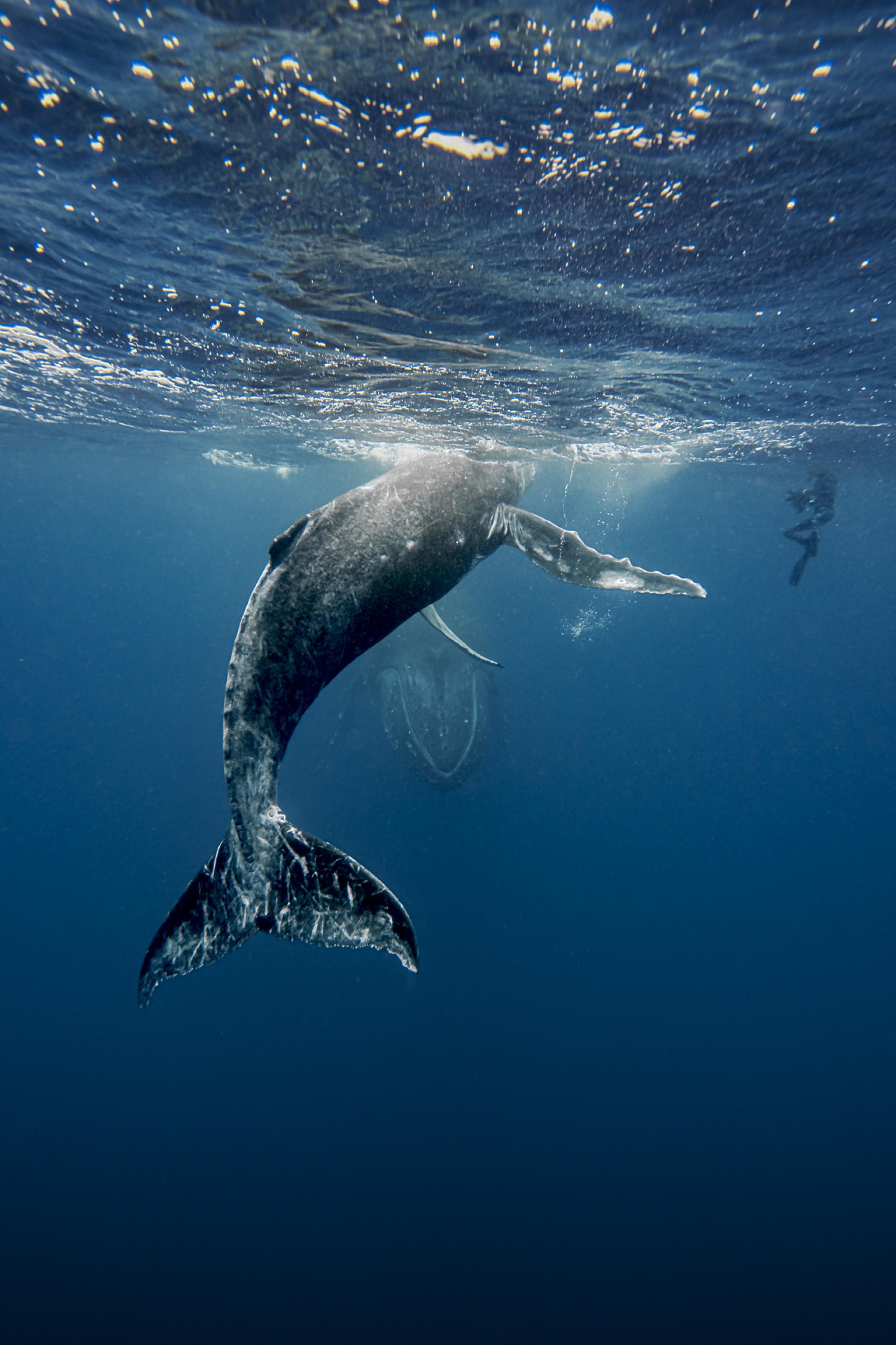 New York Photography Awards Winner - Underwater Mammals