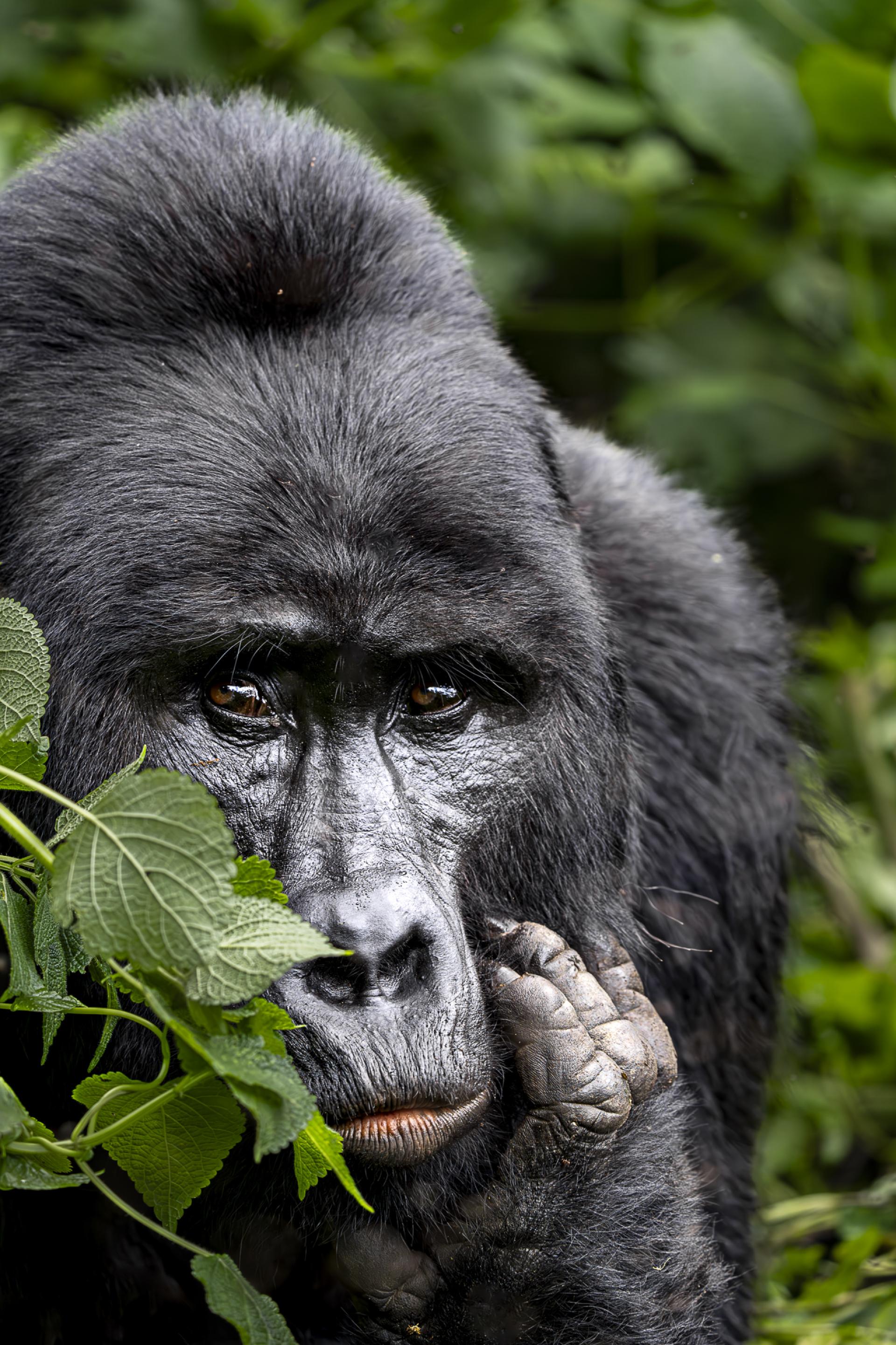 New York Photography Awards Winner - Portrait of a Silverback