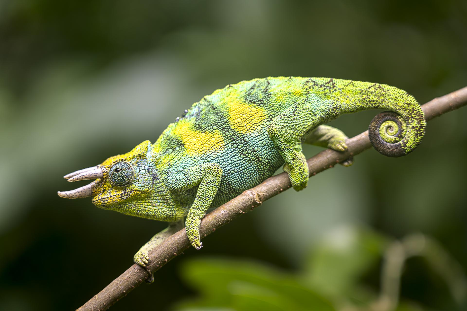 New York Photography Awards Winner - Jackson's Chameleon