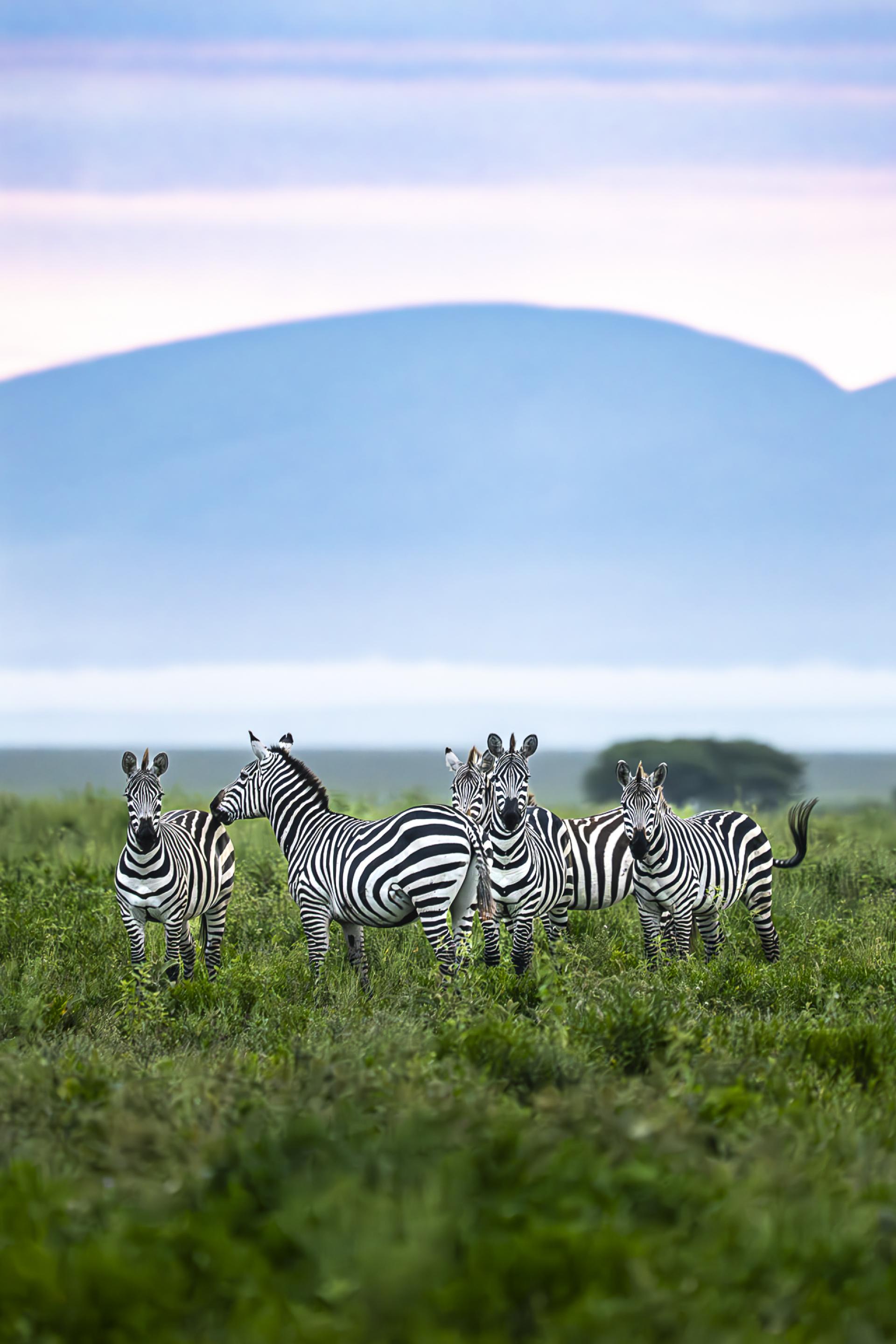 New York Photography Awards Winner - Sunrise outside the Serengeti