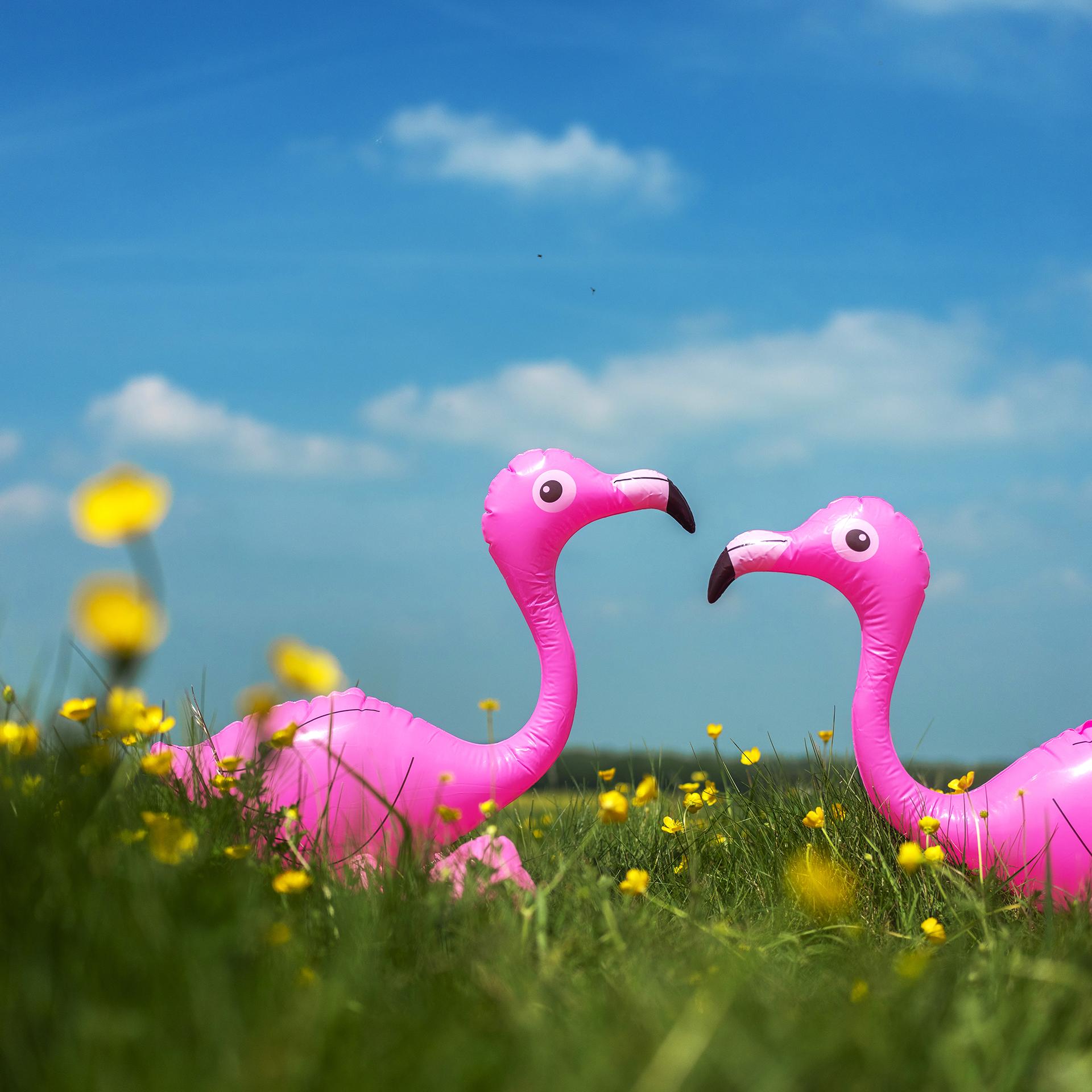 New York Photography Awards Winner - Flamingos in Love