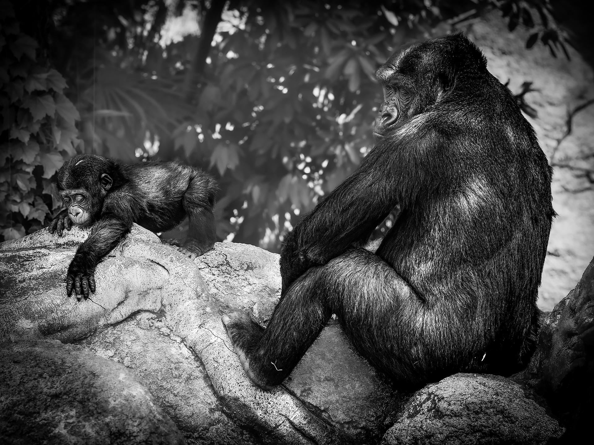 New York Photography Awards Winner - Gorilla parent and child