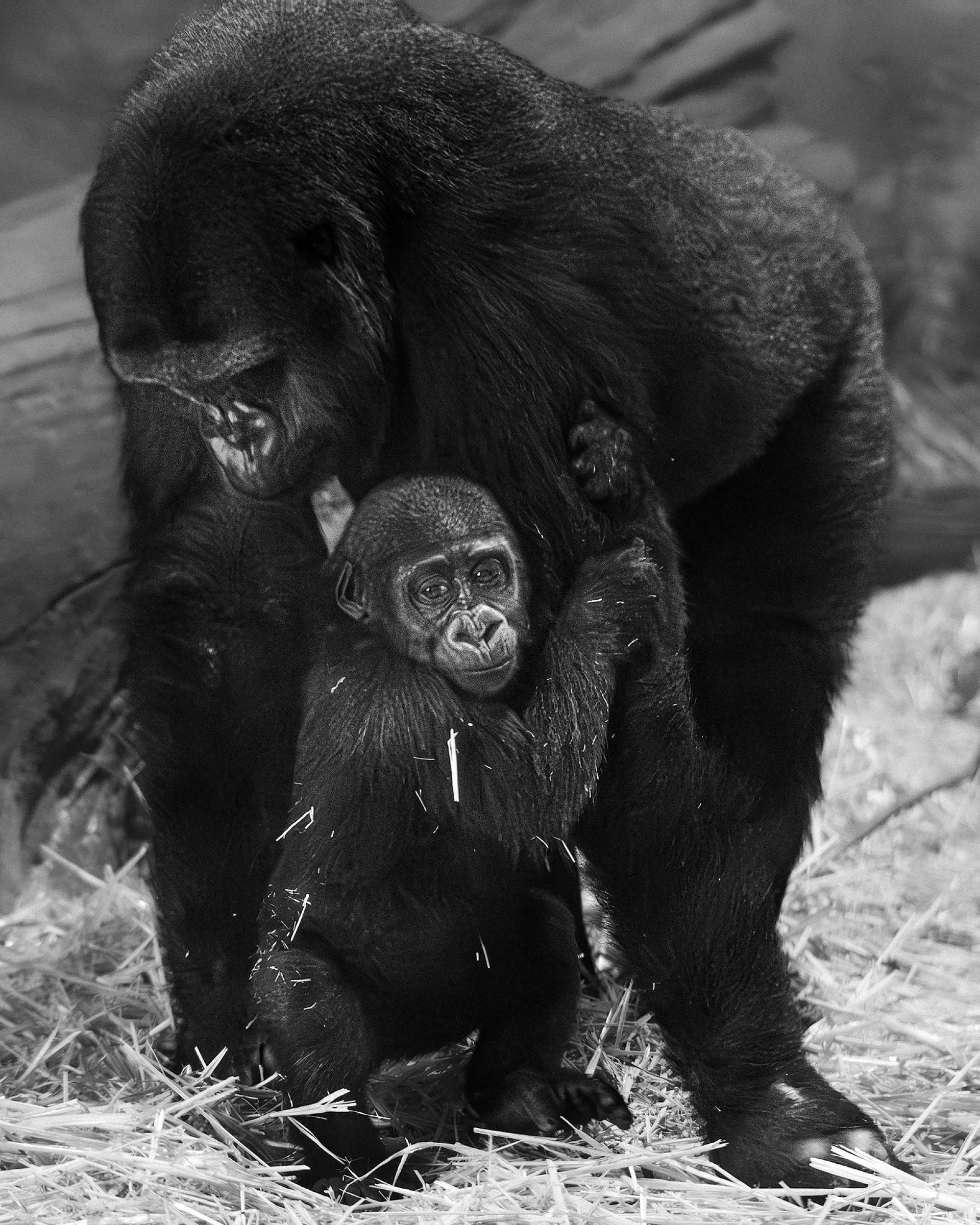 New York Photography Awards Winner - Gorilla parent and child