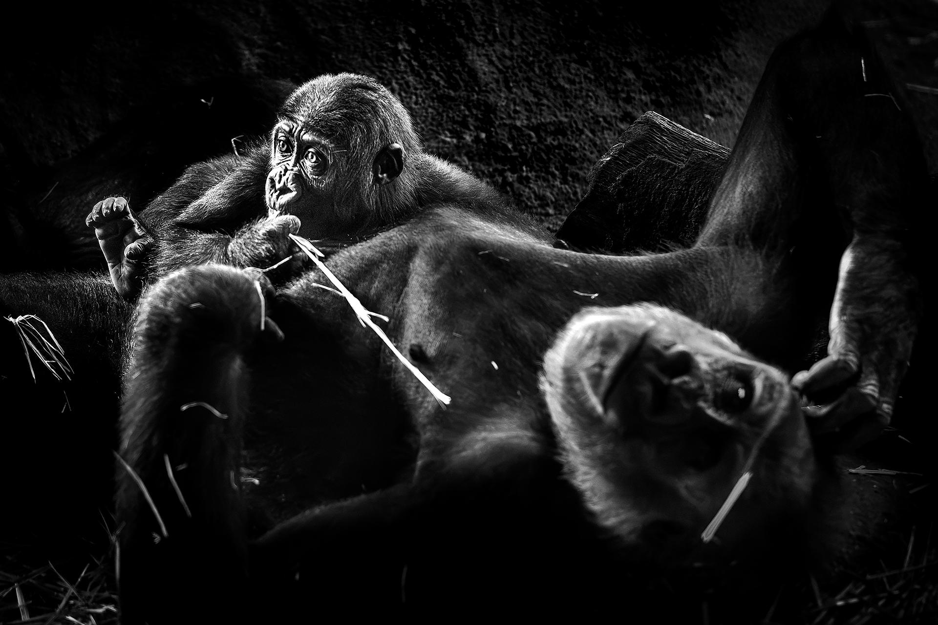 New York Photography Awards Winner - Gorilla parent and child