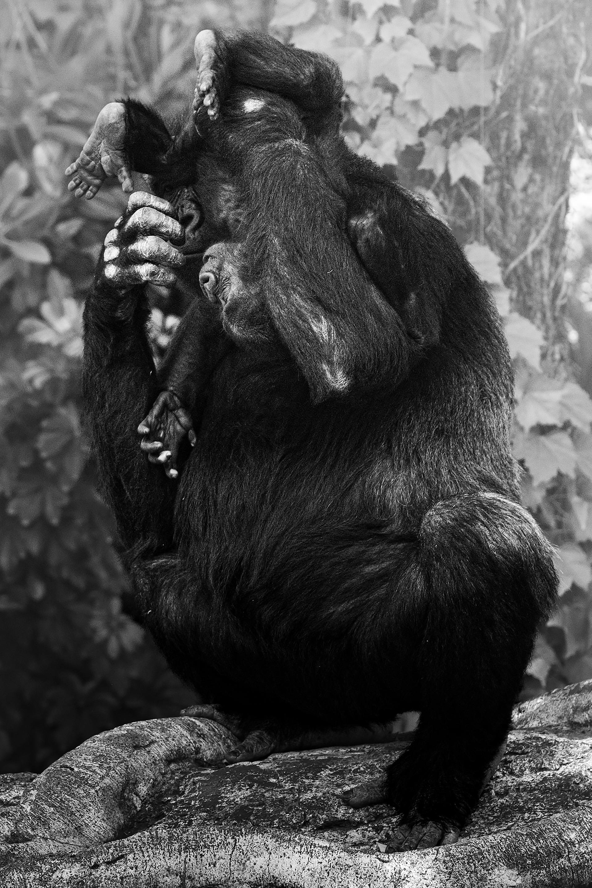 New York Photography Awards Winner - Gorilla parent and child