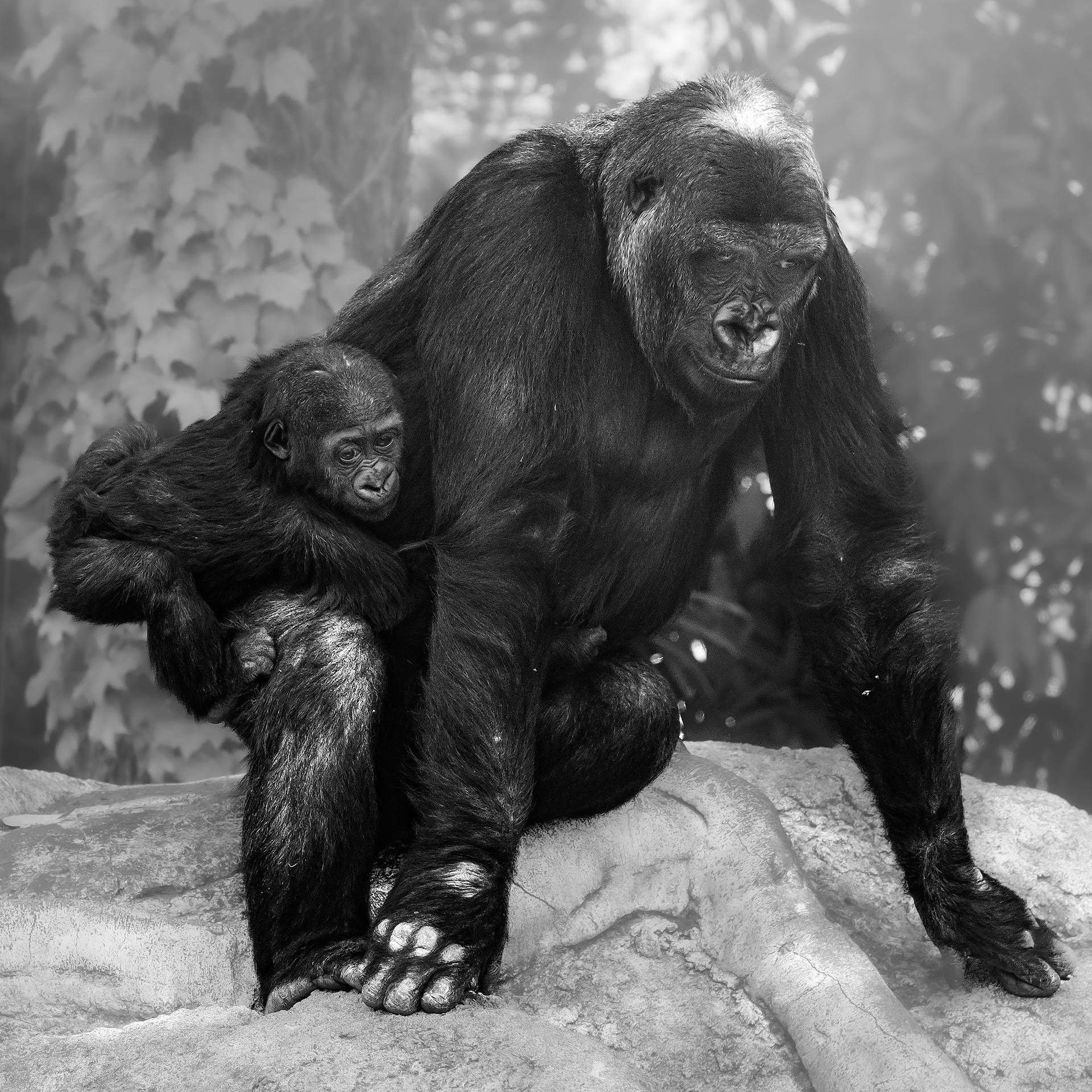 New York Photography Awards Winner - Gorilla parent and child