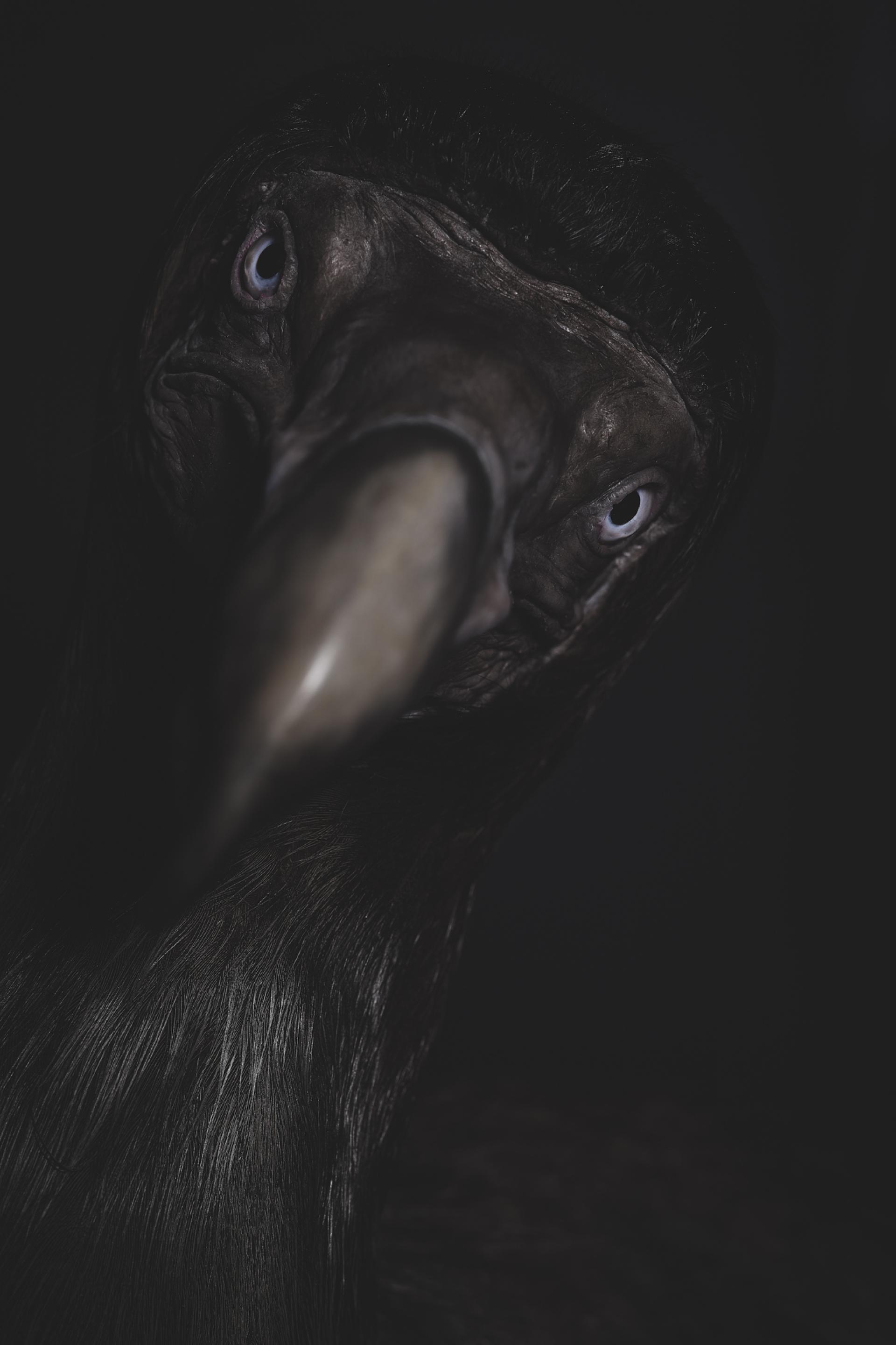 New York Photography Awards Winner - ANIMA, No. 5 - The Dodo