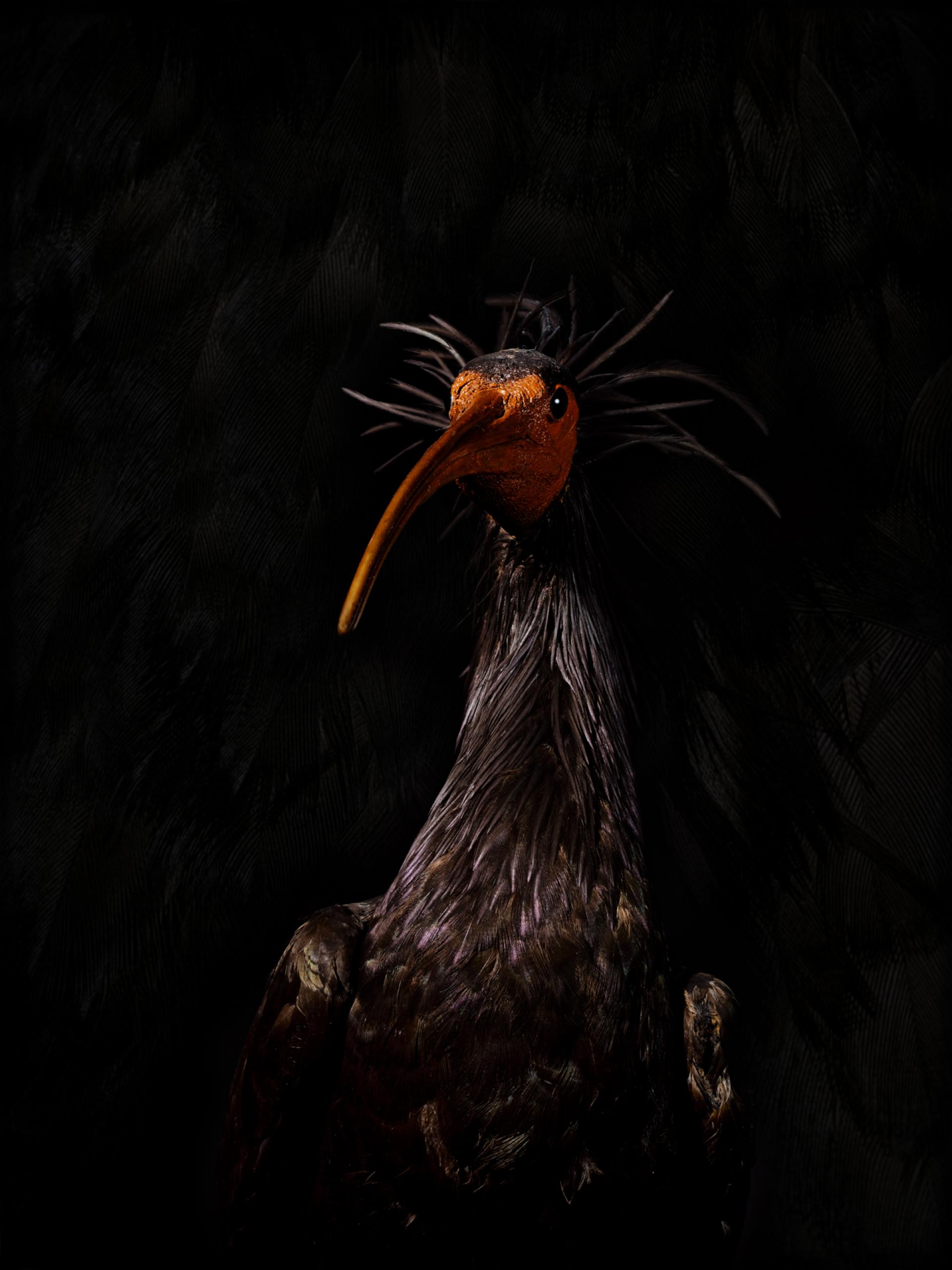 New York Photography Awards Winner - IKARUS, No. 14 - The Bald Ibis