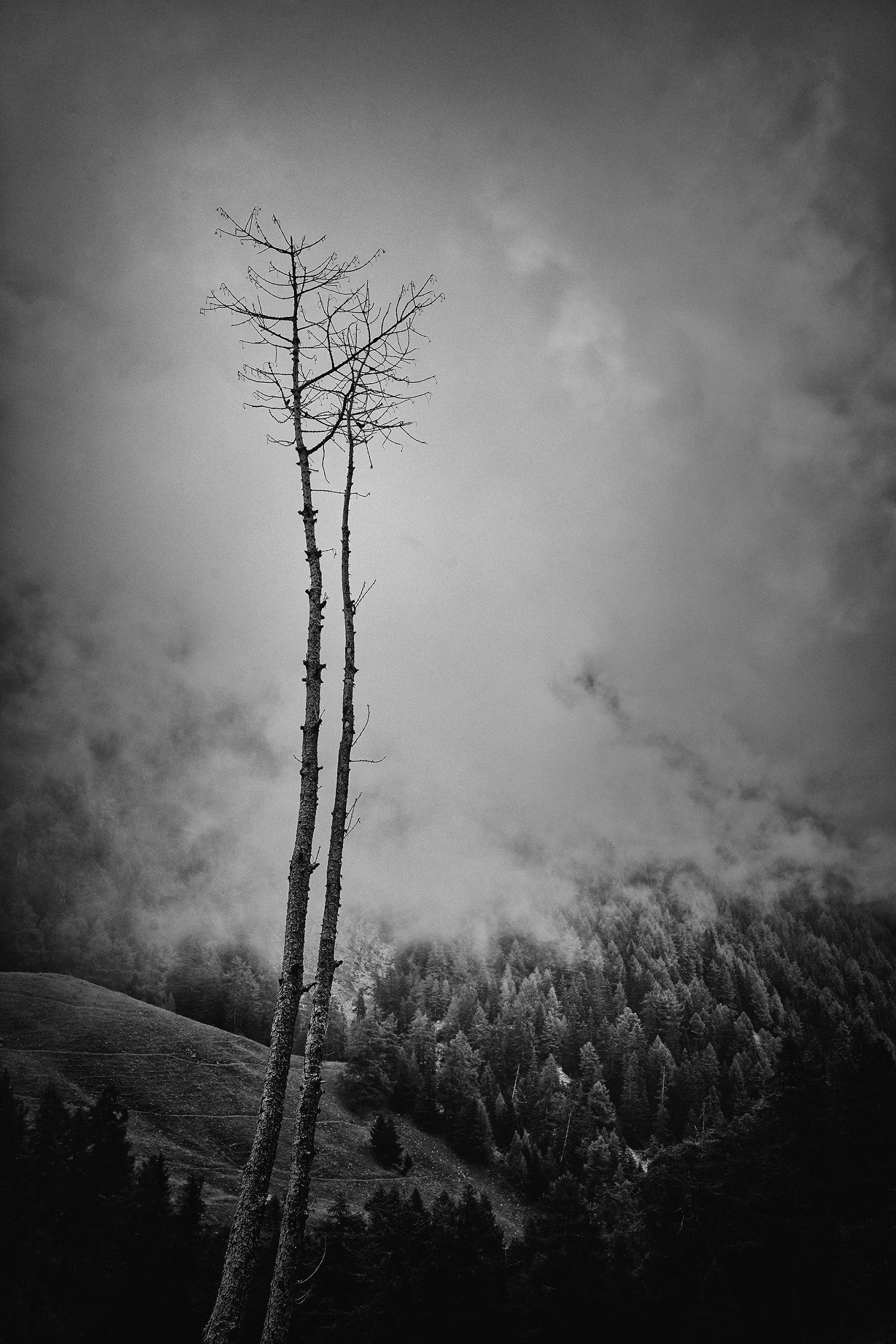 New York Photography Awards Winner - Tree